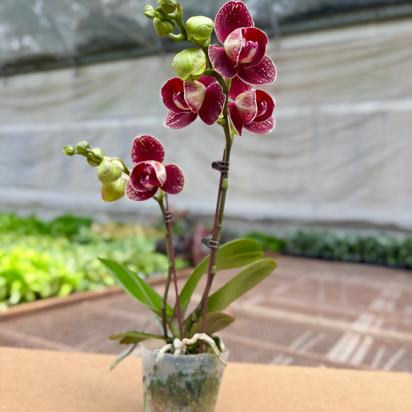 Phalaenopsis Red Double Spike