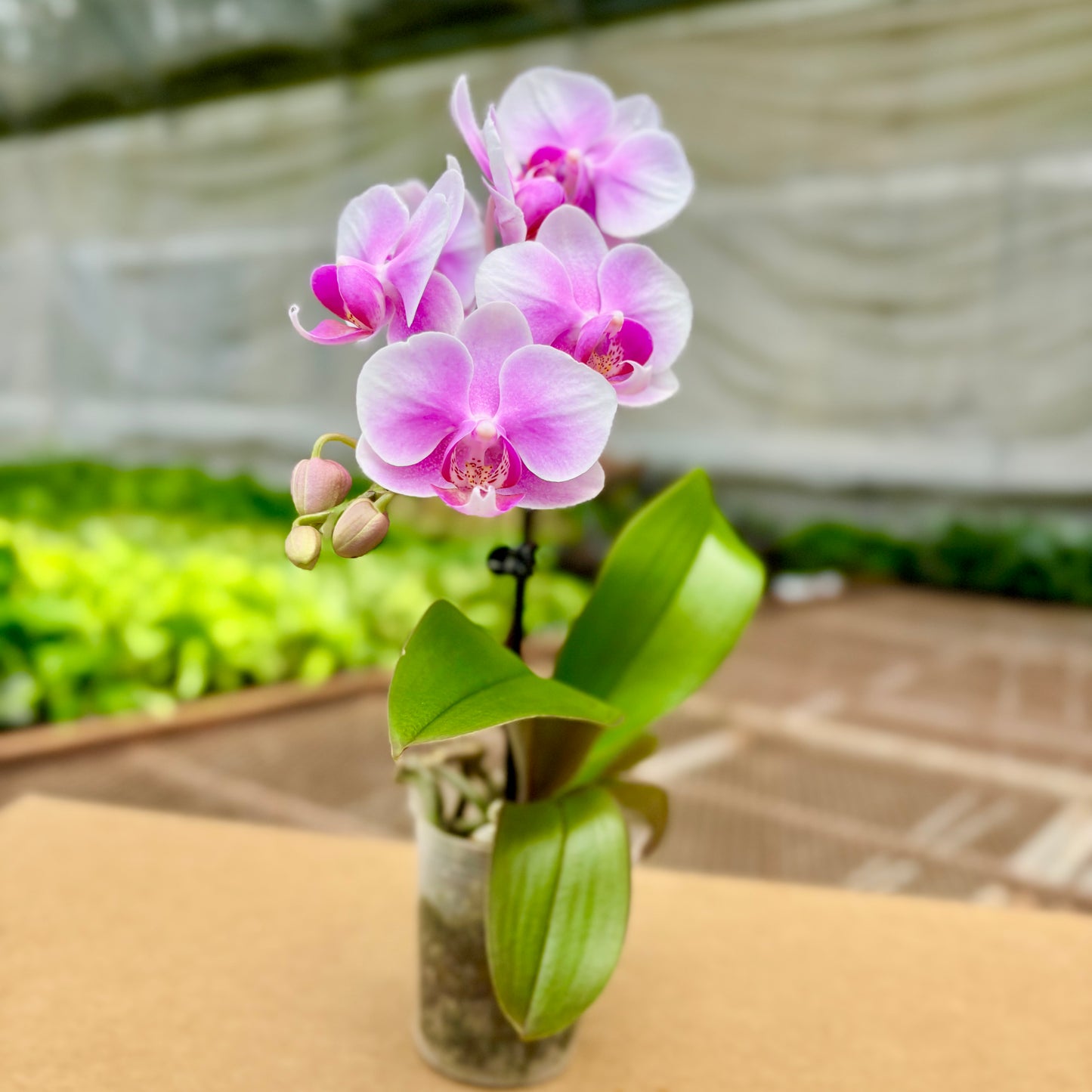 Phalaenopsis Pink Single Spike