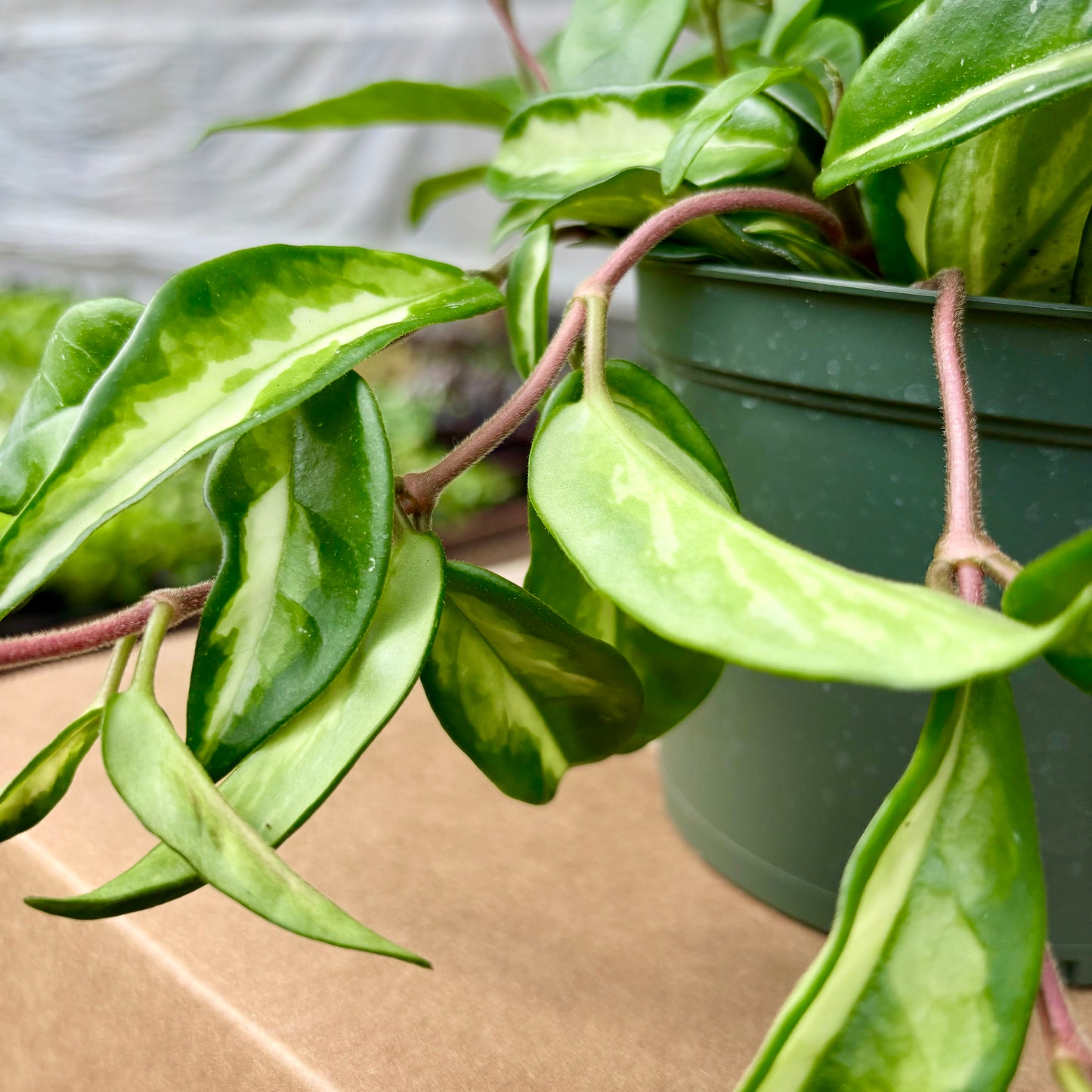 Hoya Krimson Queen or Crimson Princess