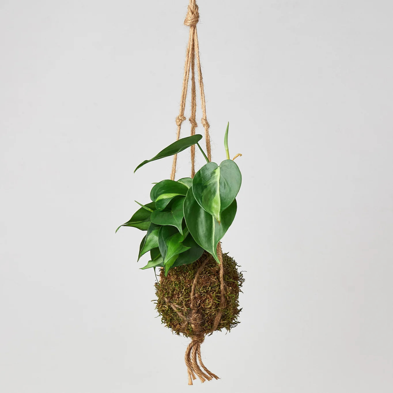 KOKEDAMA Philodendron Brazil