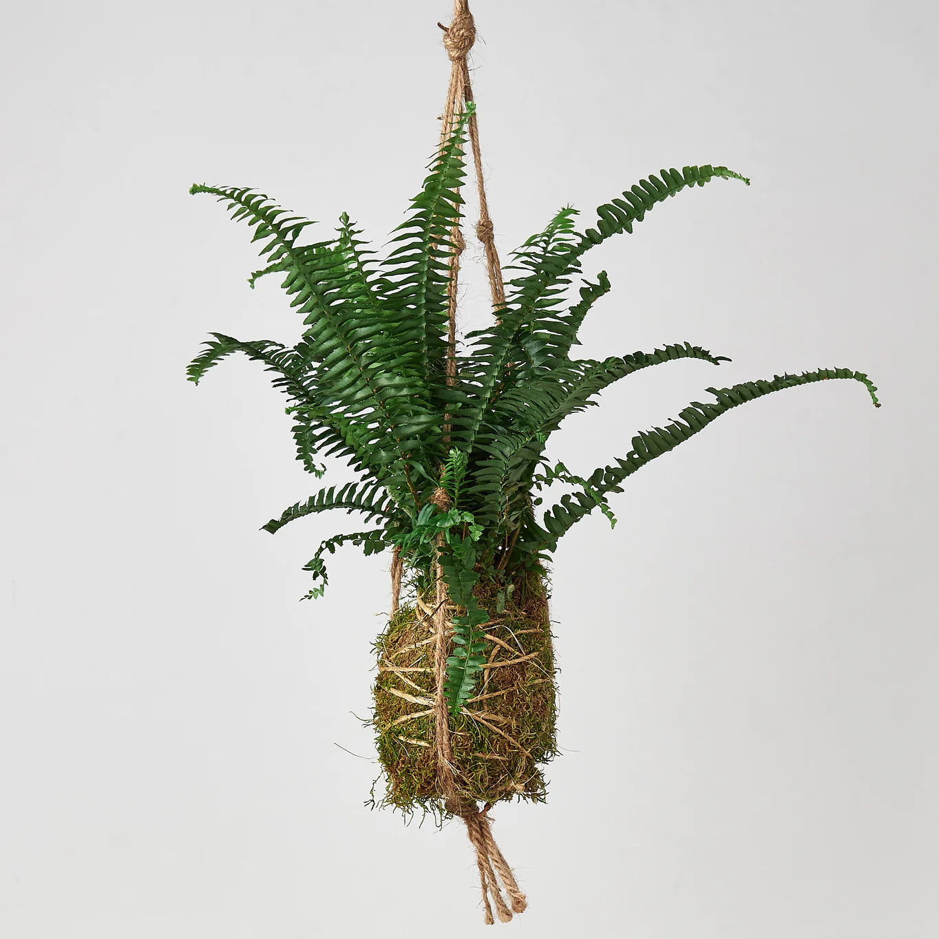 KOKEDAMA Fern Jester