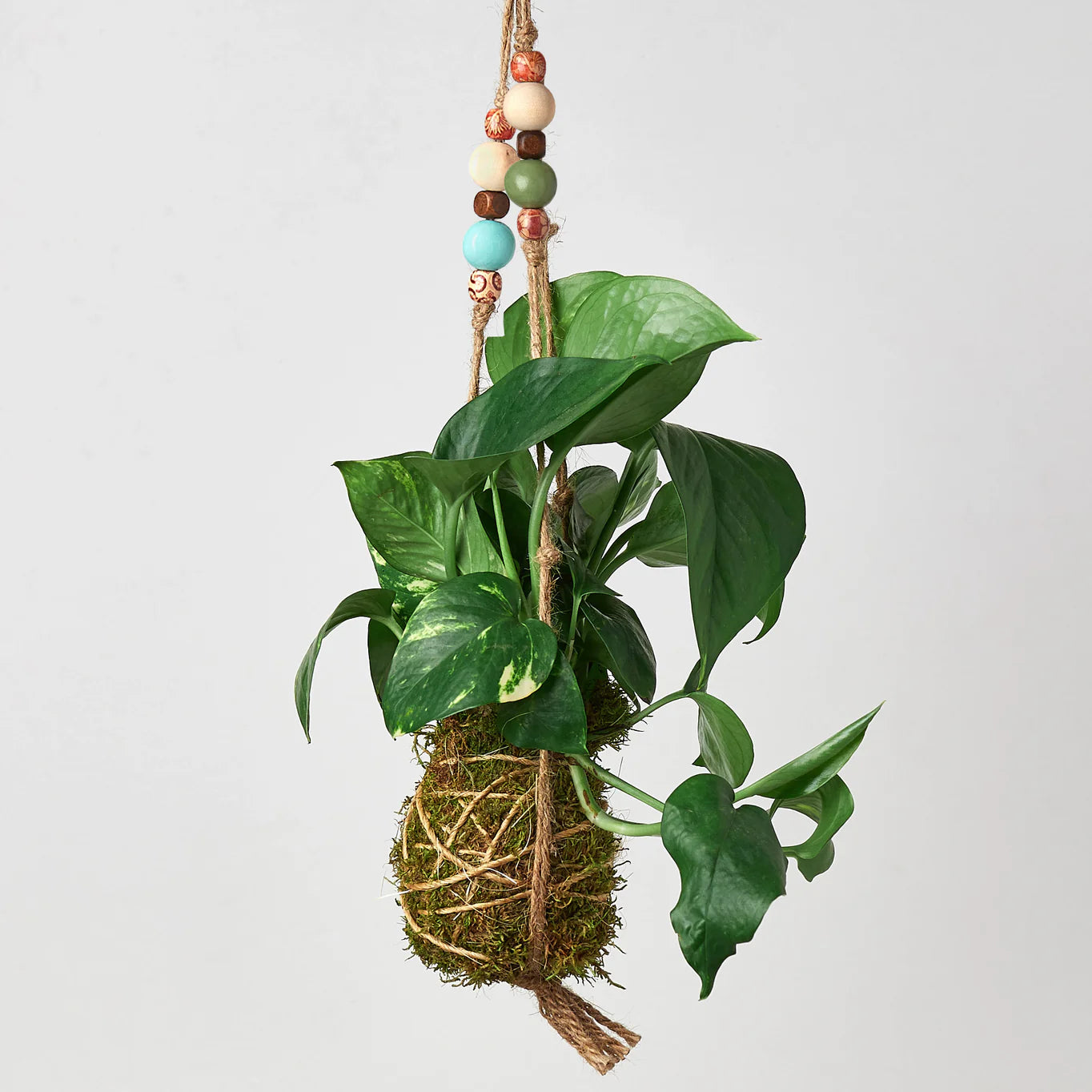 pothos beads Bead Kokedama Moss Ball Hanging Plant Pothos Golden