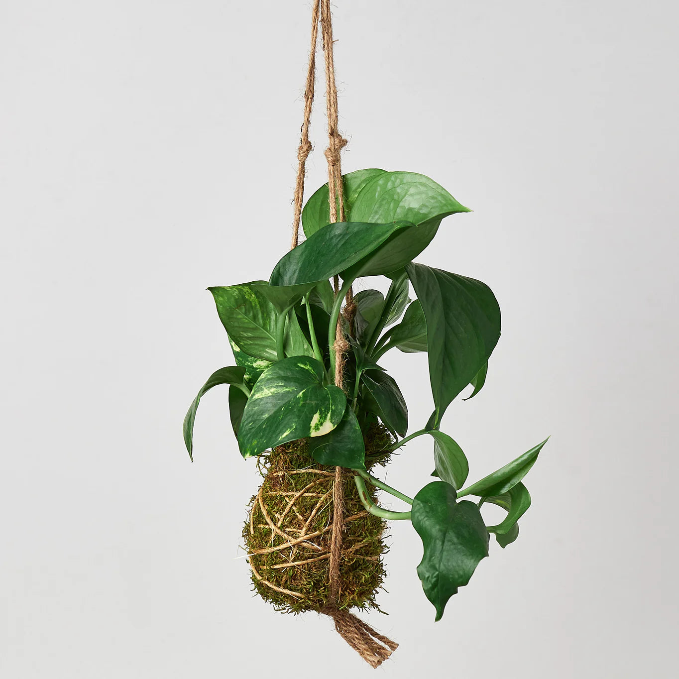 KOKEDAMA Pothos Golden