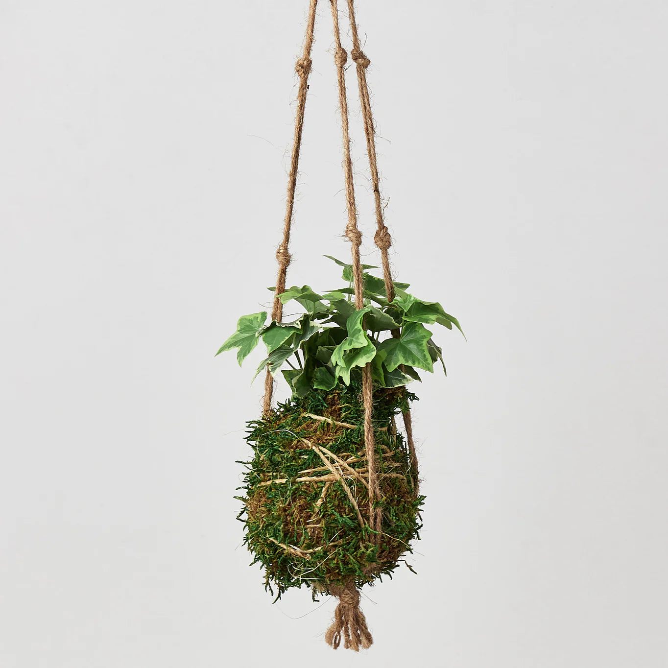 KOKEDAMA Ivy Gold