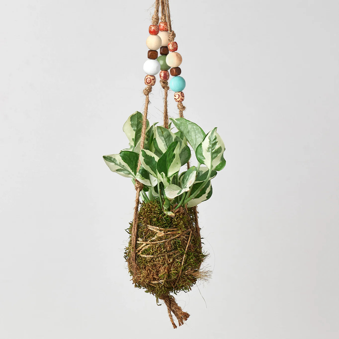 pothos beads Bead Kokedama Moss Ball Hanging Plant Pothos Njoy