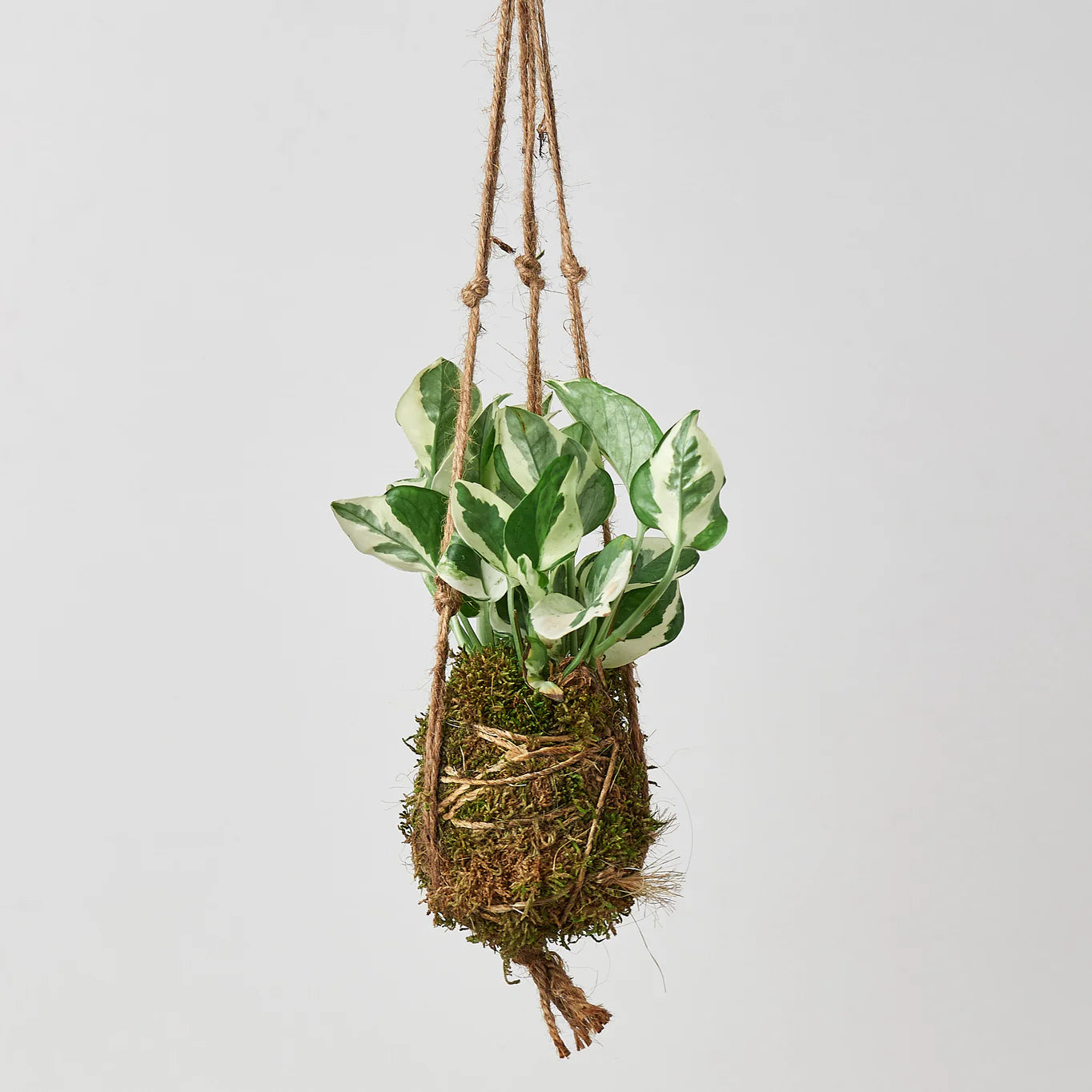 KOKEDAMA Pothos N'joy