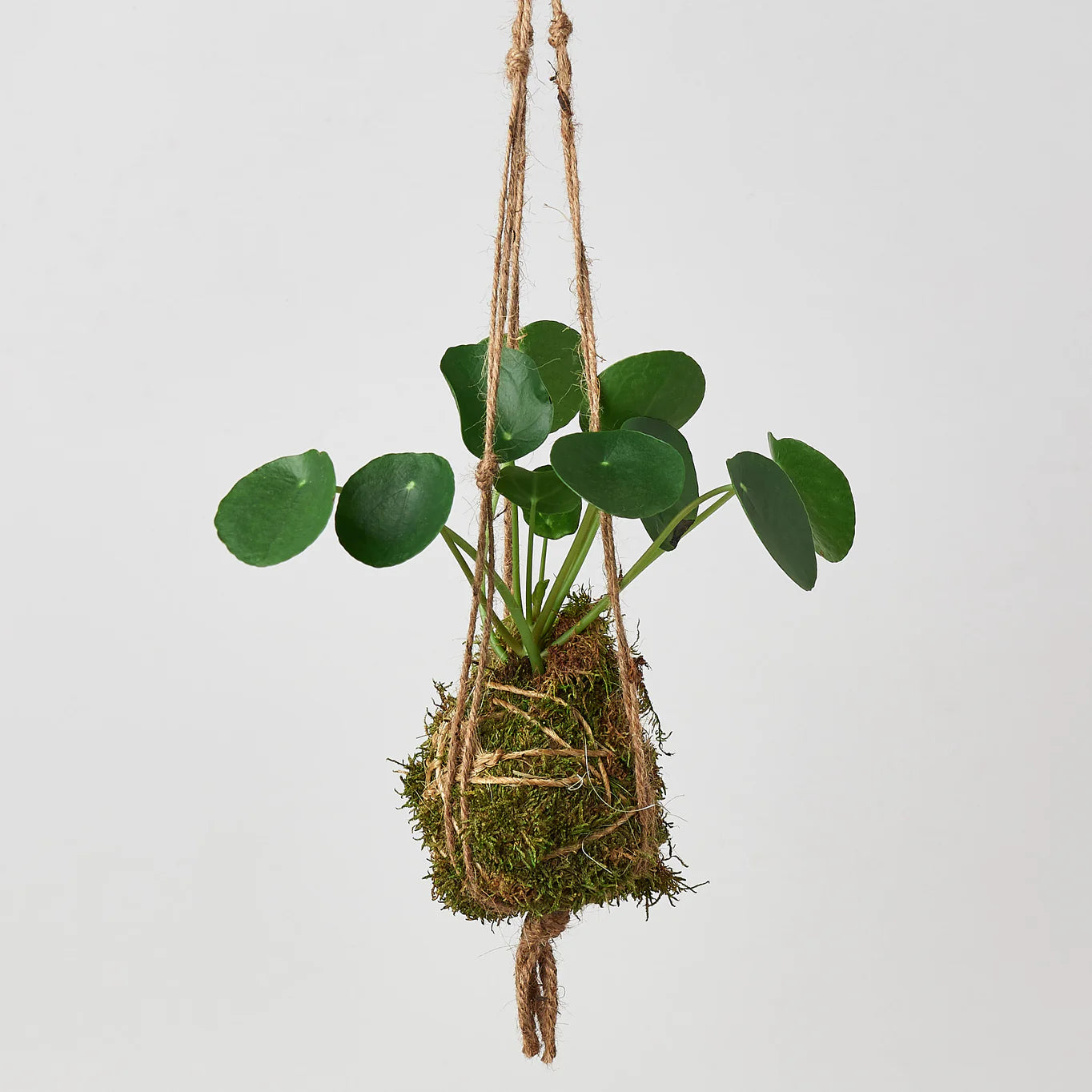 KOKEDAMA Pilea Peperomioides