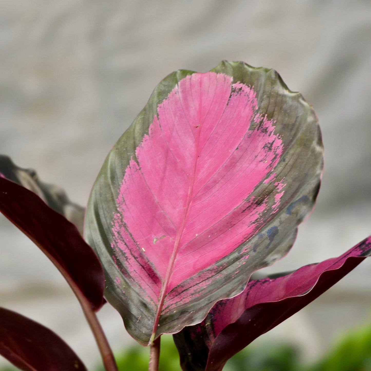 Calathea Purple Rose