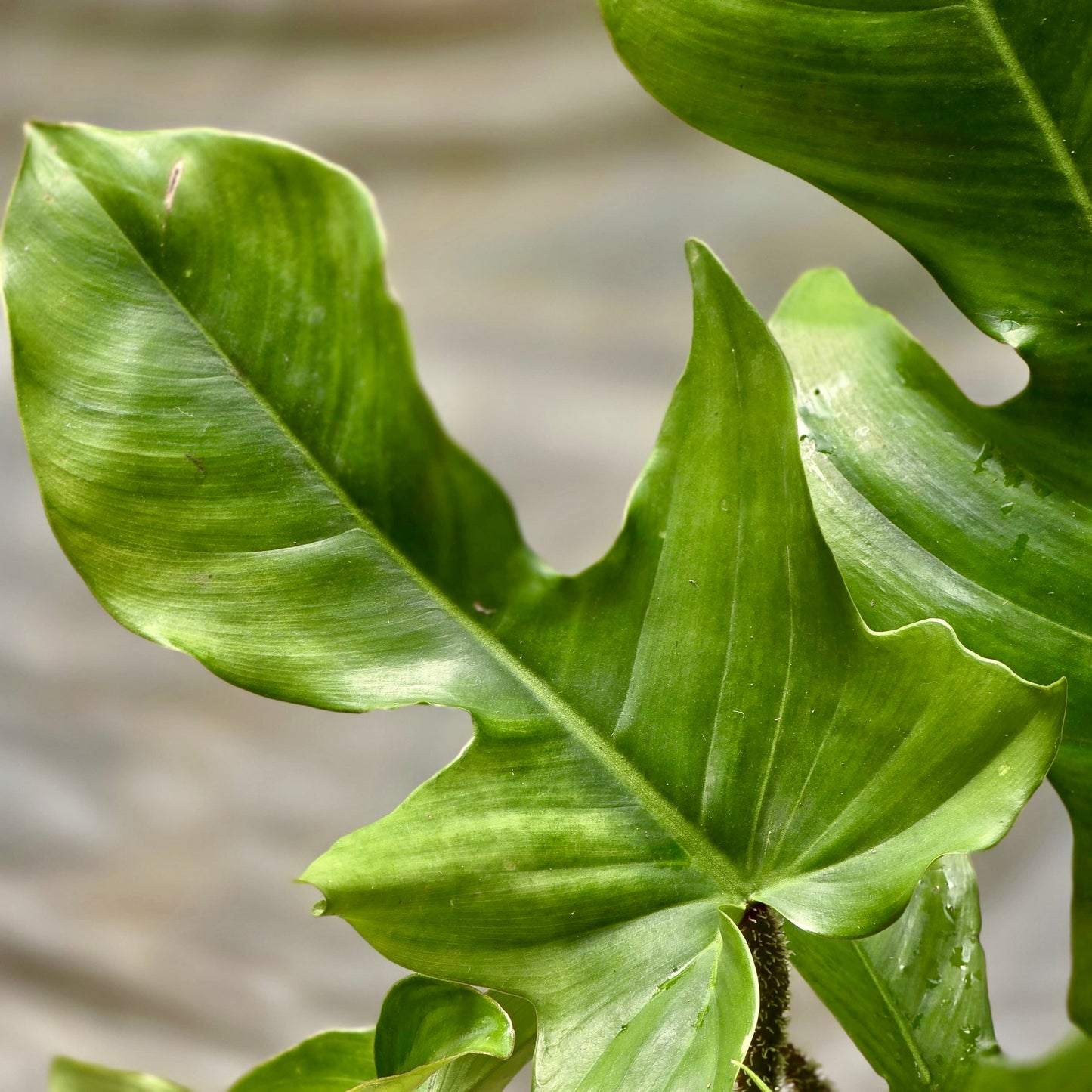 Philodendron Squamiferum