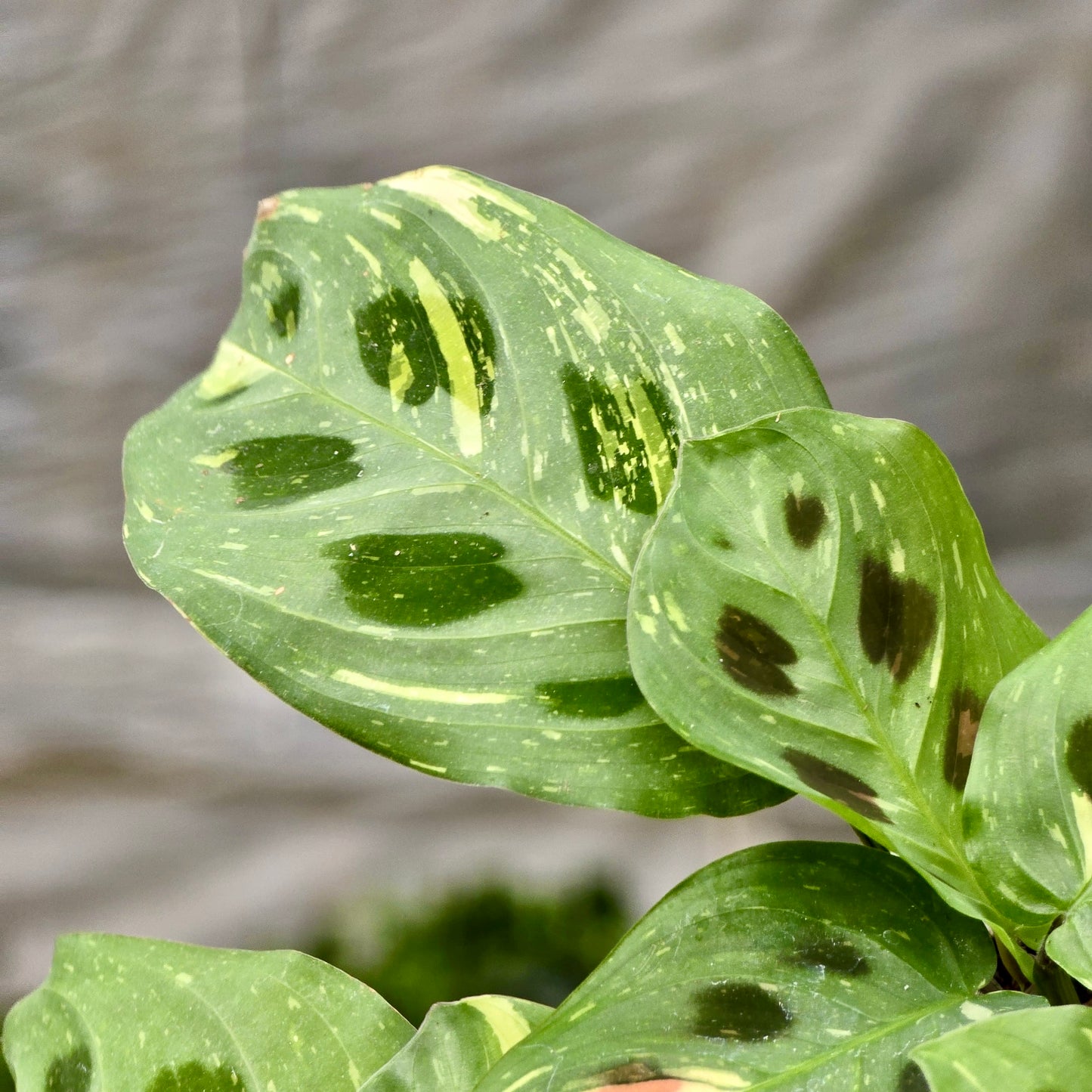 Maranta Beauty Kim Variegated