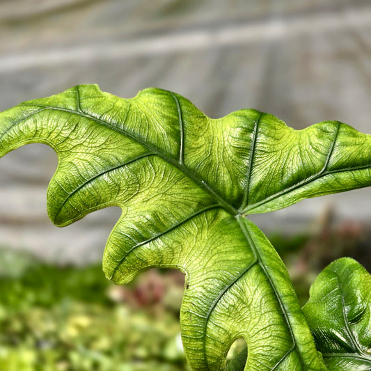 Alocasia Jacklyn