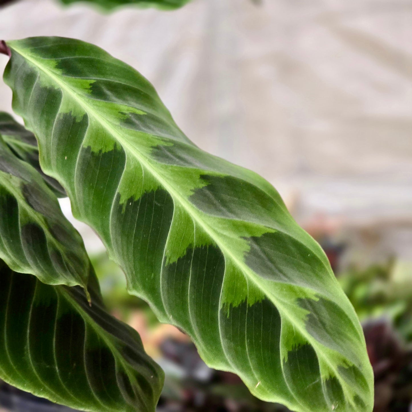 Calathea Warscewiczii