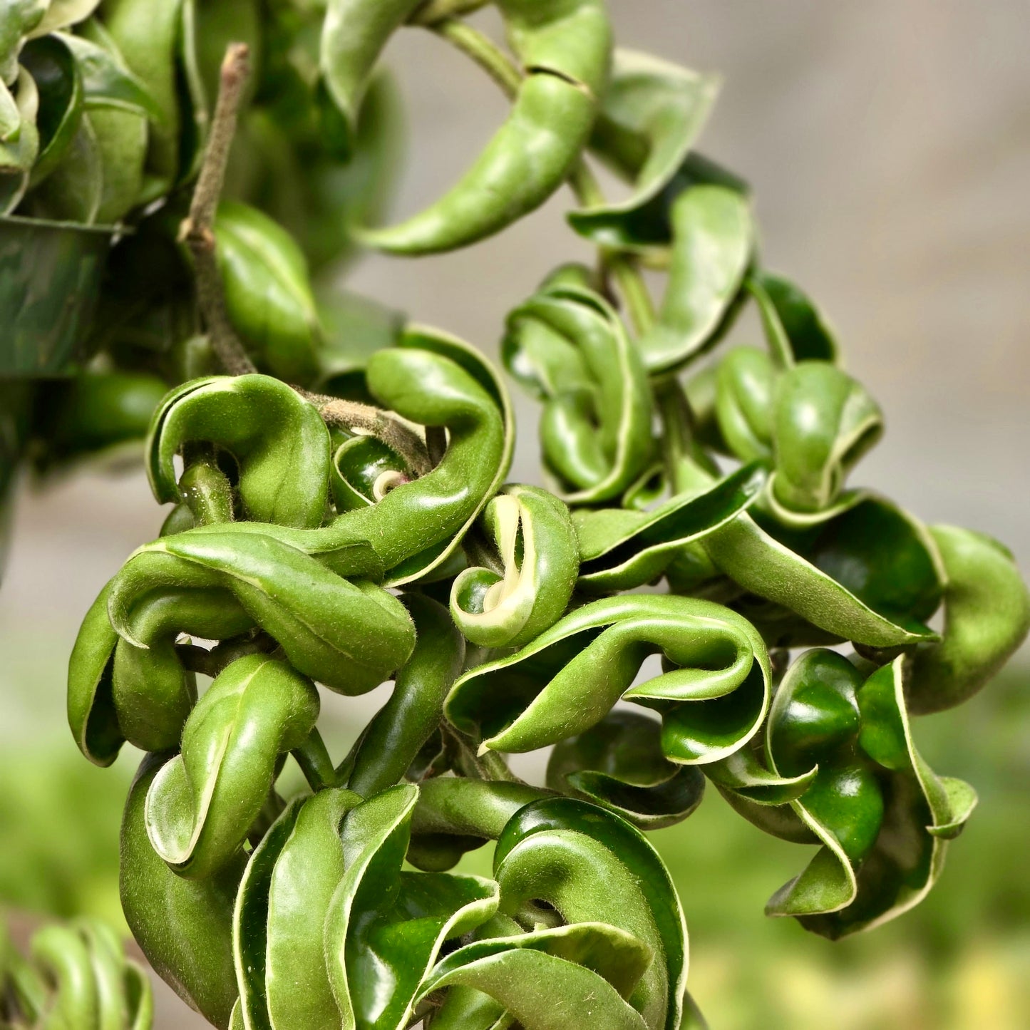 Cuerda de Hoya Variegada (Cuerda Hindú)
