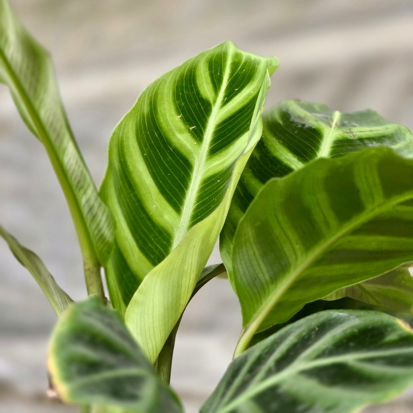 Calathea Zebrina