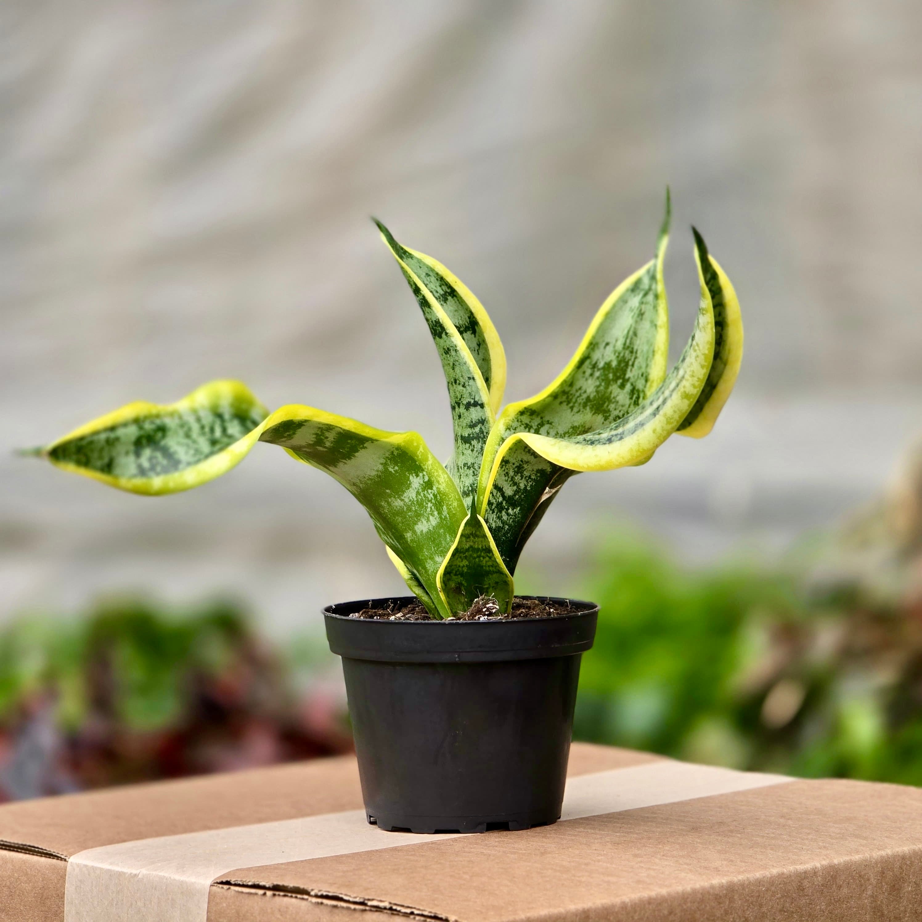 sansevieria wick Snake Twist (Sansevieria Tornado) – Plants-Zen