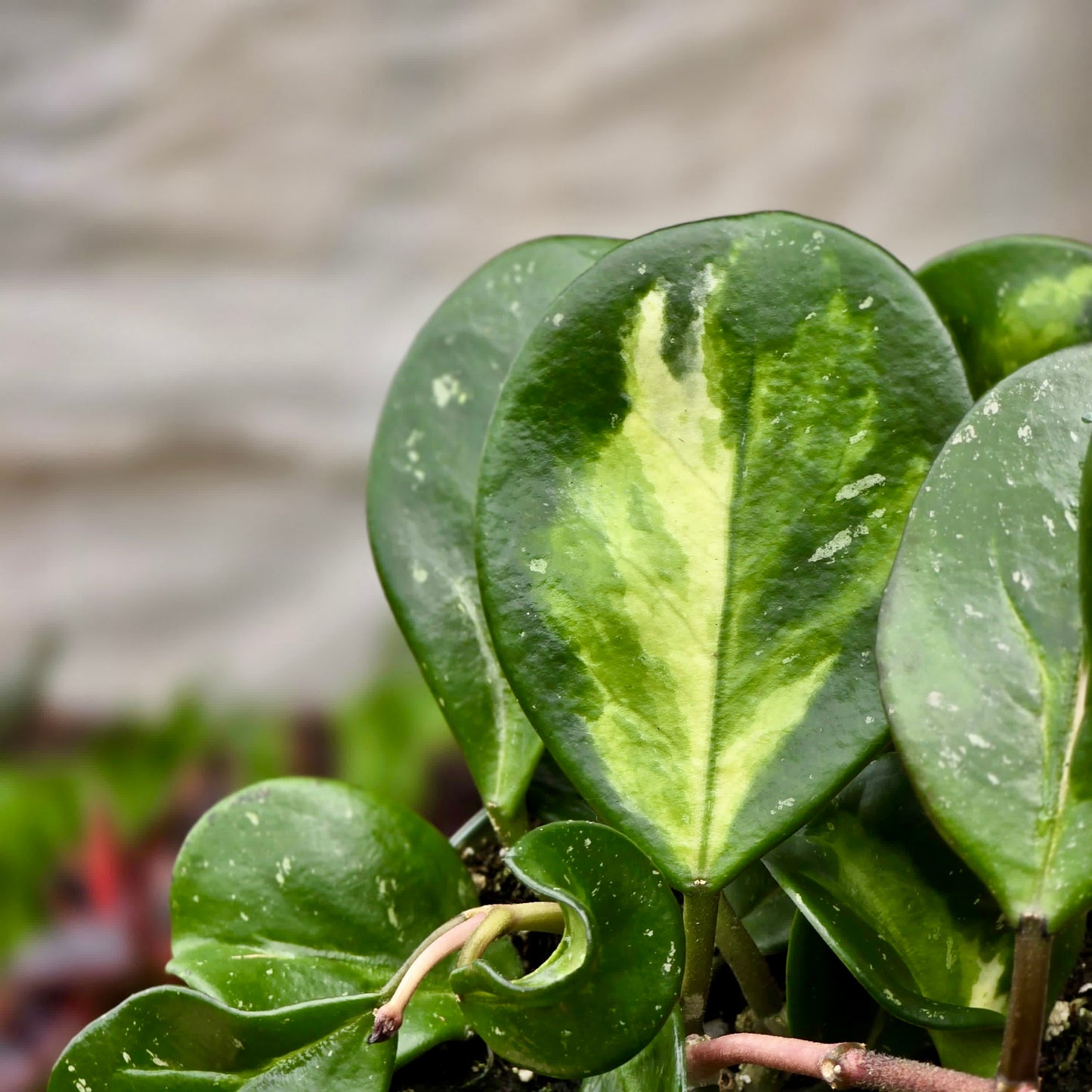 Hoya Obovata Reverse
