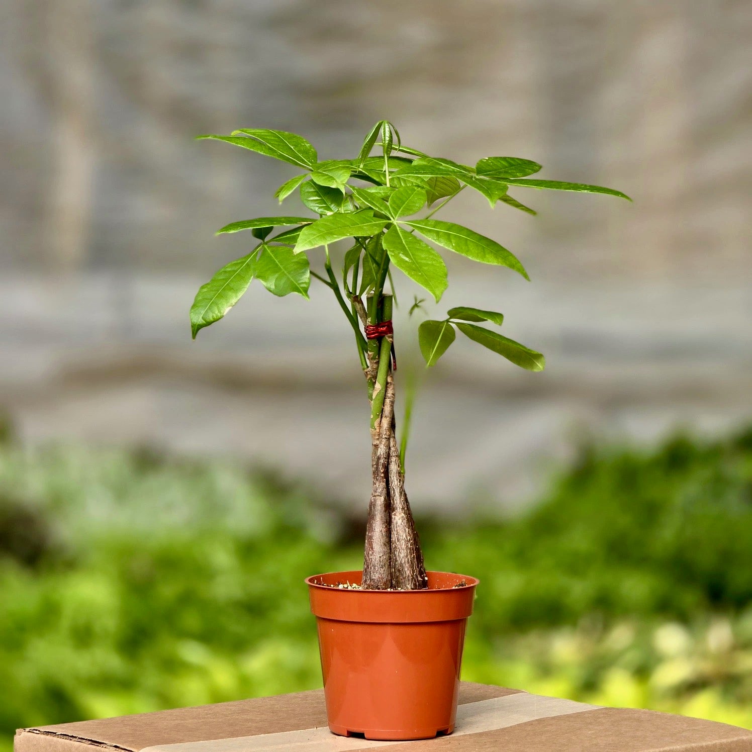 zen money tree Money Tree (Pachira aquatica) Live Houseplant Braided Trunk 10" Pot / Nursery Pot