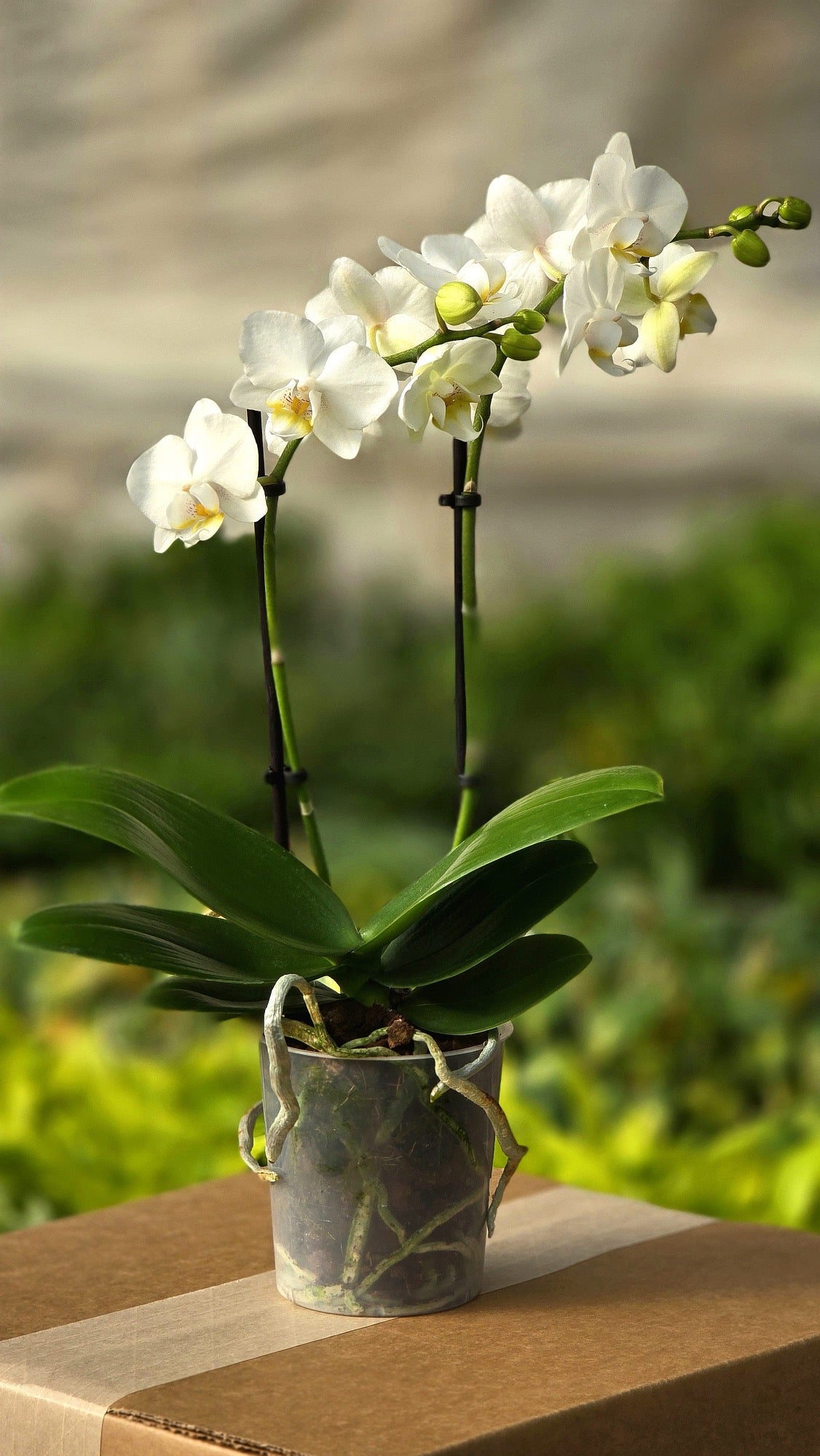 Orchid White (Phalaenopsis) Double Spike