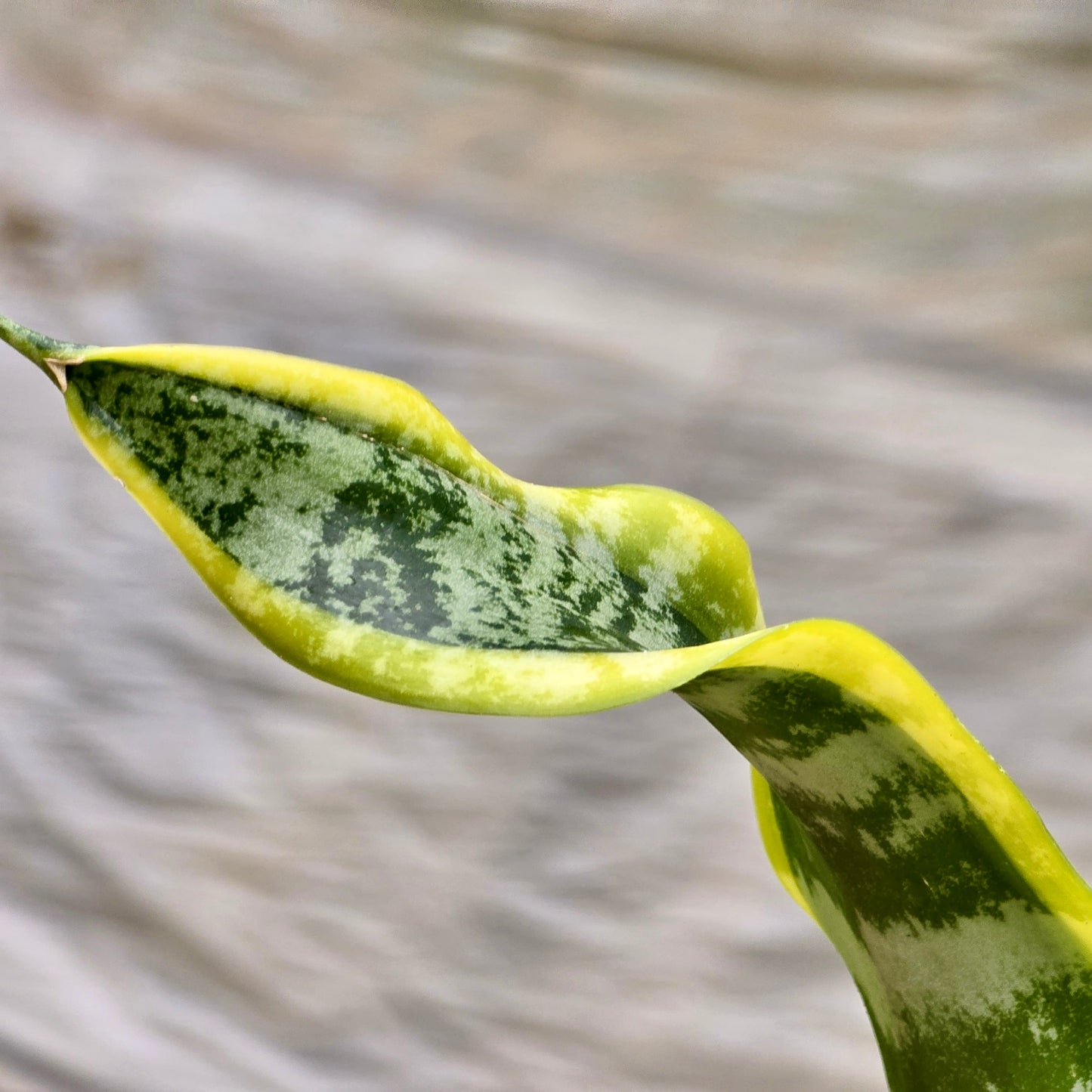 Snake Twist (Sansevieria Tornado)