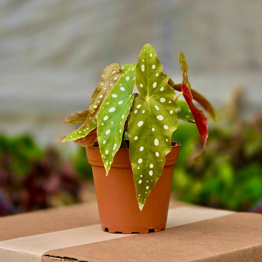 Begonia Maculata