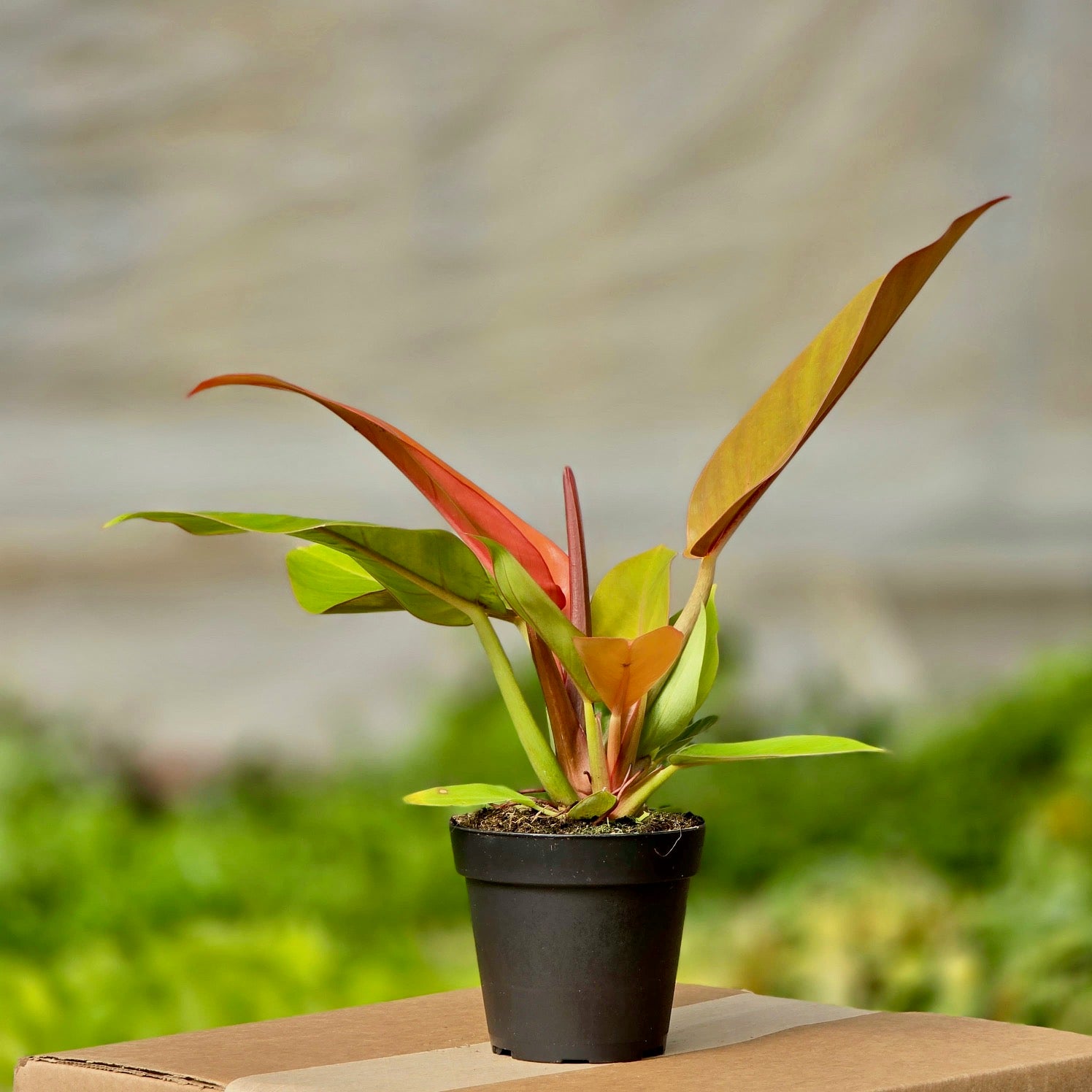is philodendron prince of orange rare Philodendron Prince Orange – Plants-Zen