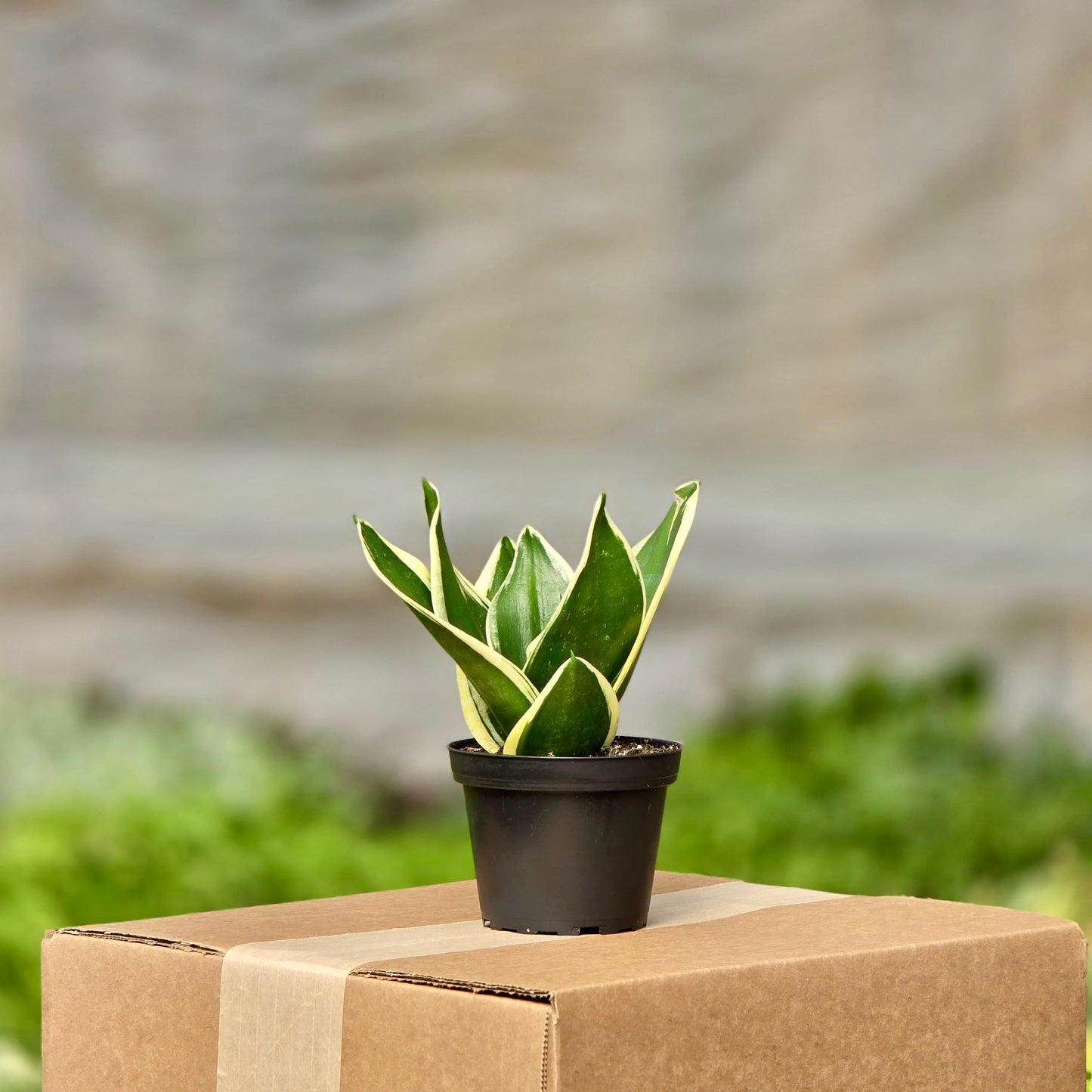 Snake Black Gold (Sansevieria)