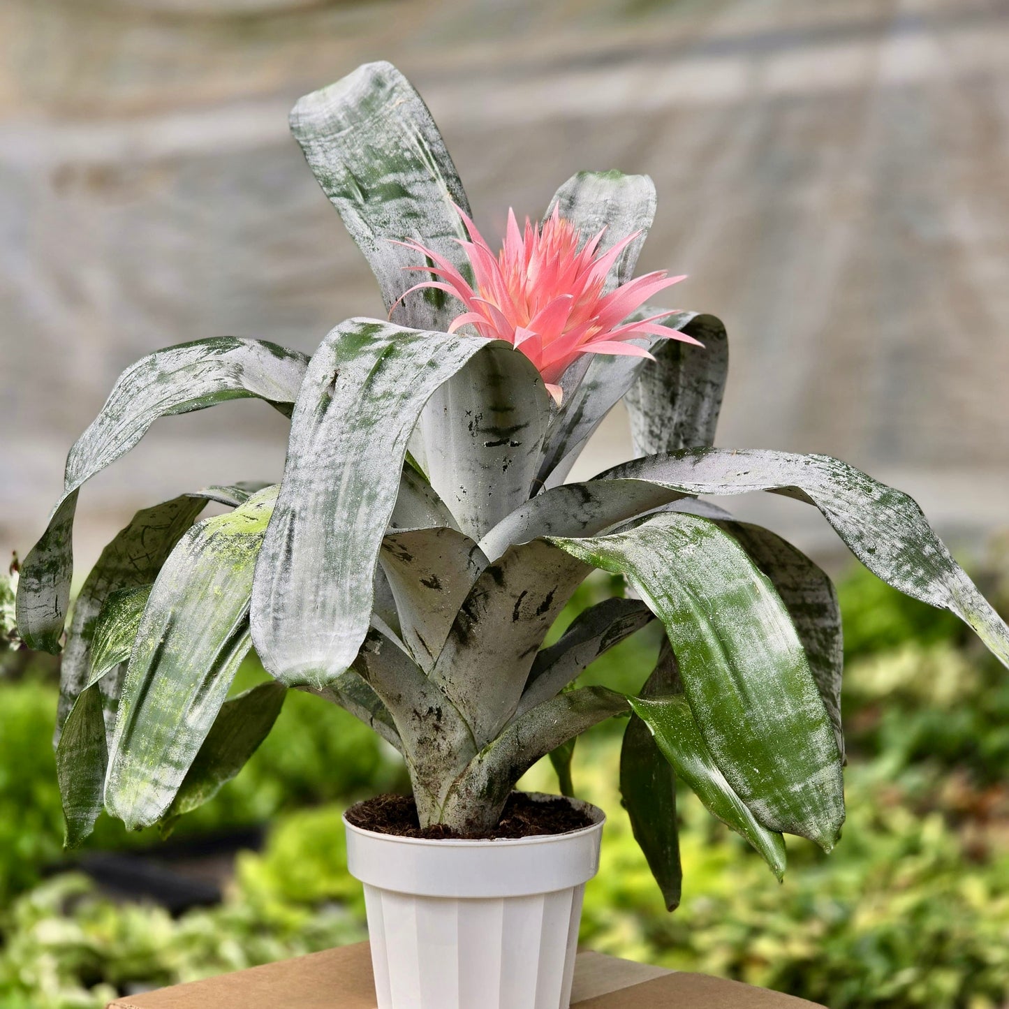 Bromeliad Silver Vase