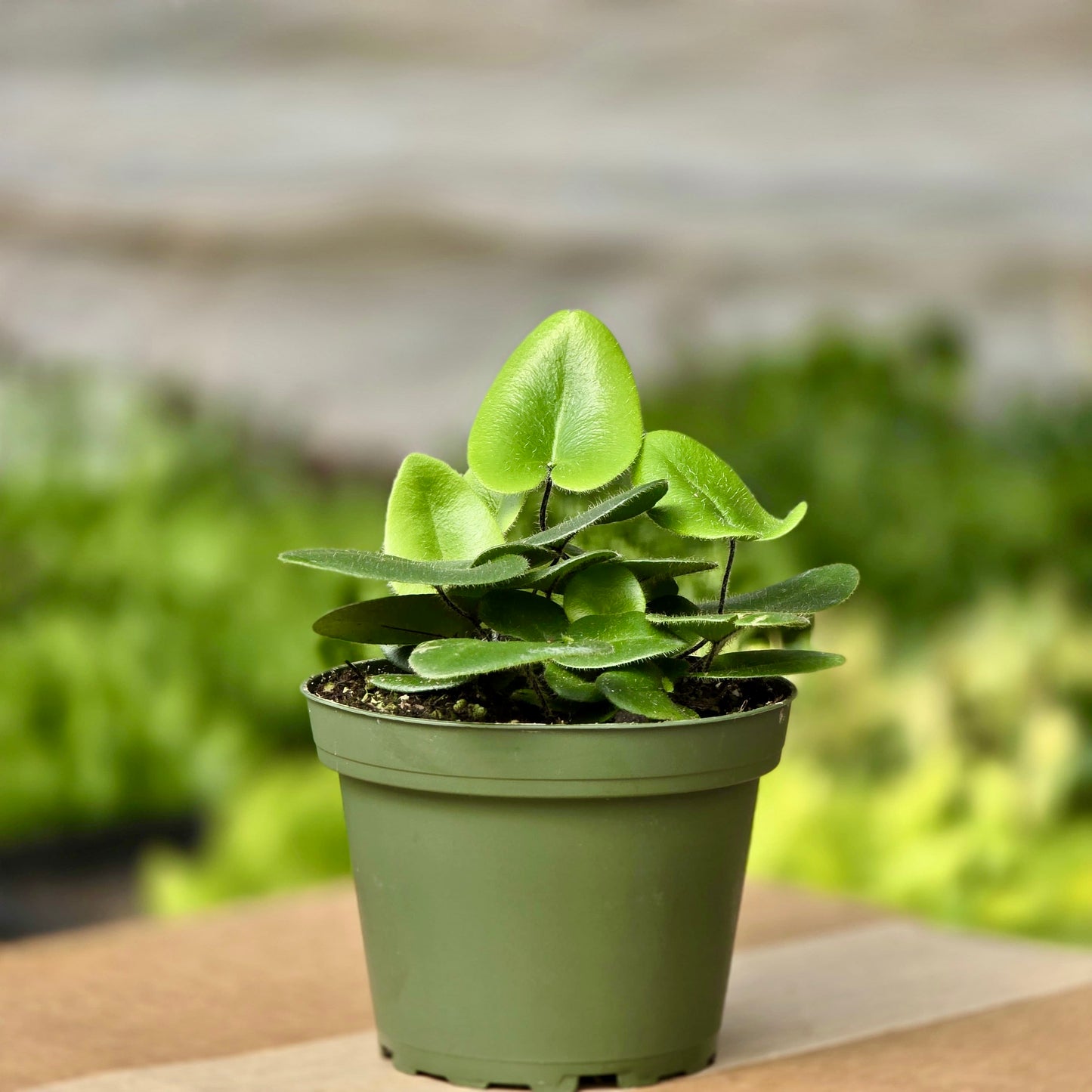 Ficus Lyrata (Hoja de violín)