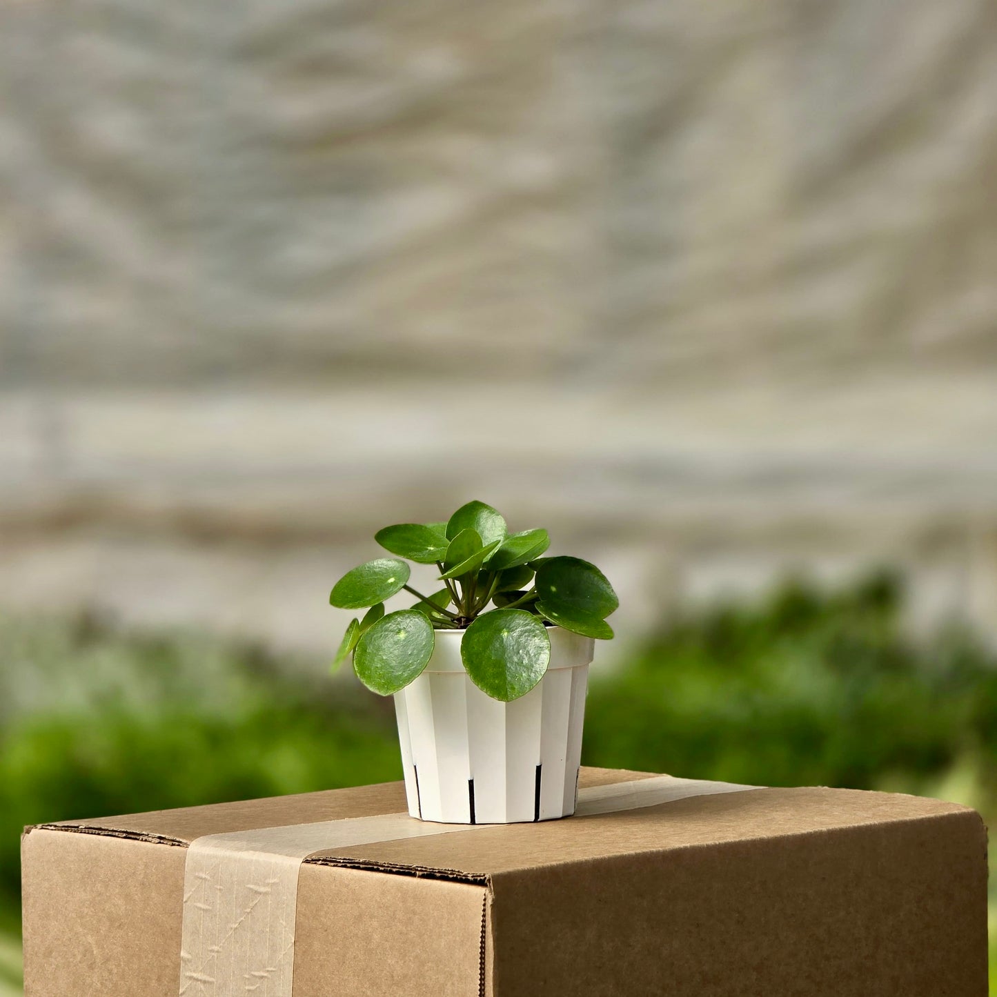 Pilea Peperomioides (Chinese Money)