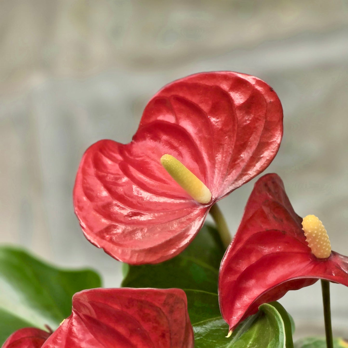 Anthurium Red