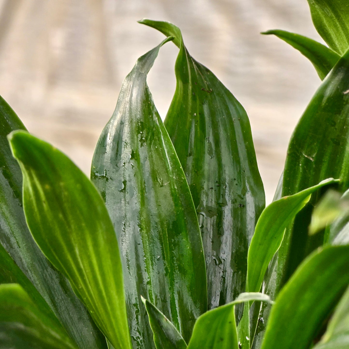 Ficus Lyrata (Hoja de violín)