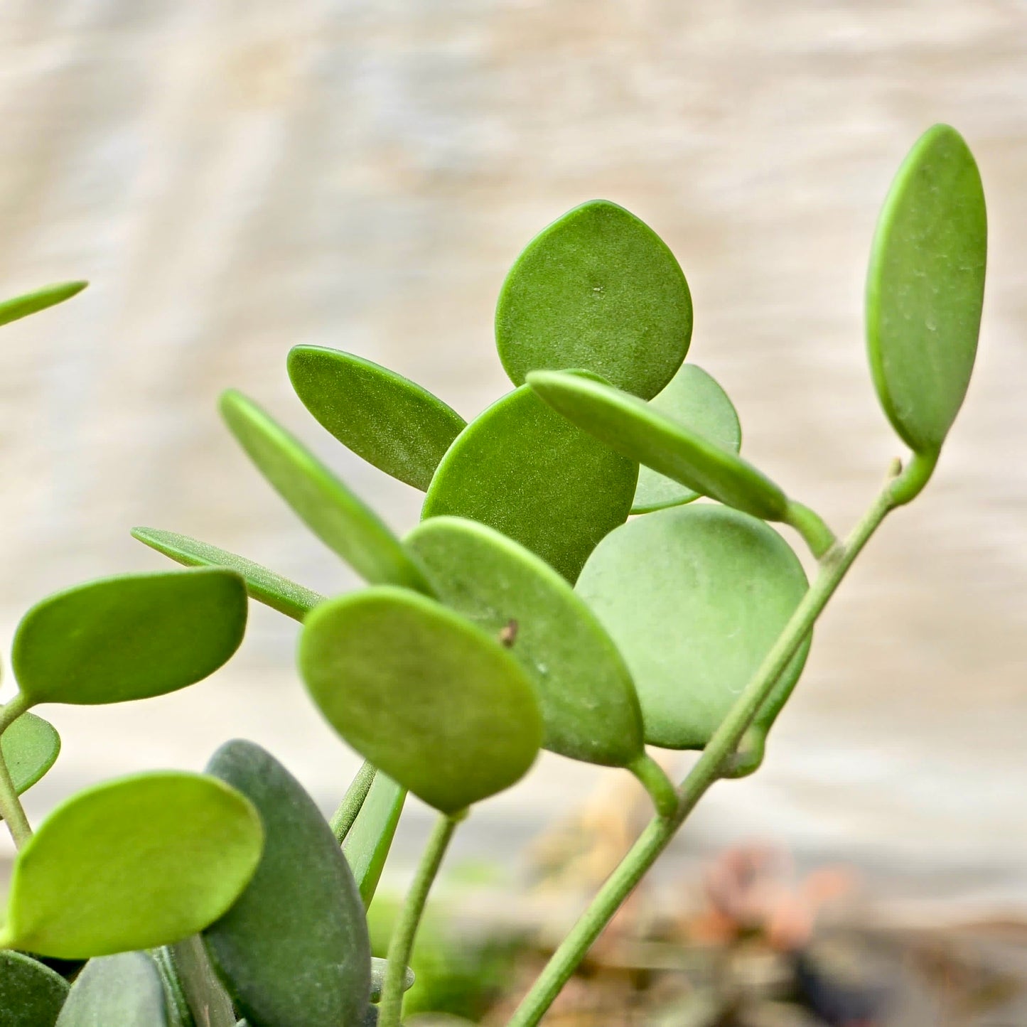 Succulent Silver Dollar
