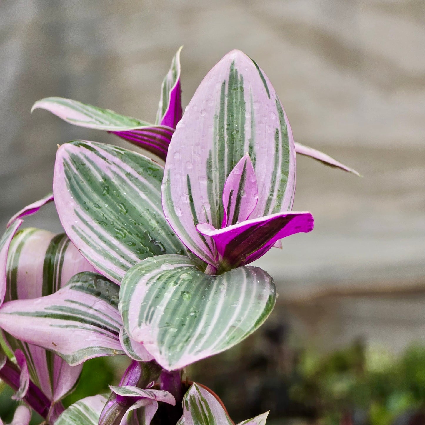 Tradescantia Nanouk