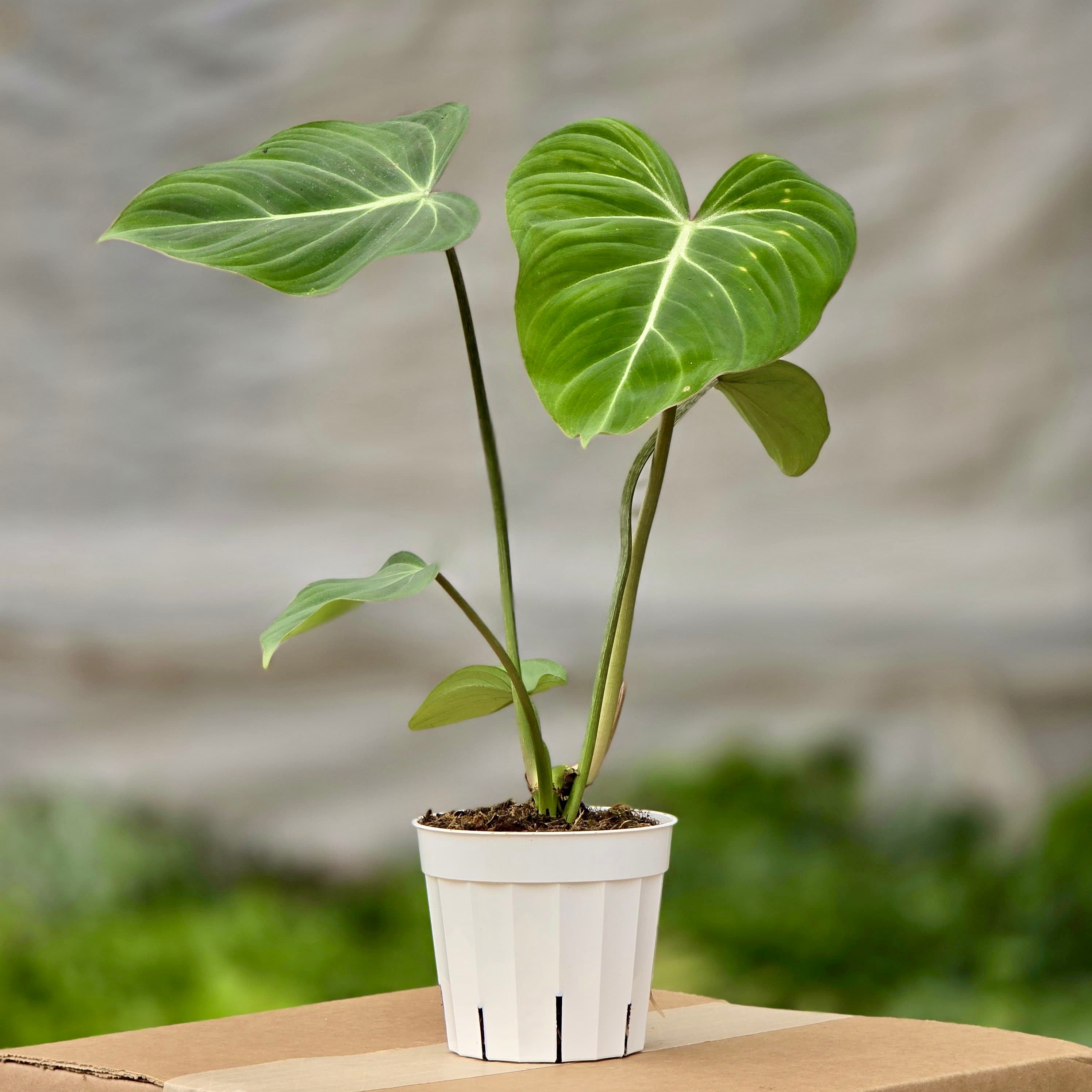 juvenile philodendron gloriosum Philodendron Gloriosum – Plants-Zen