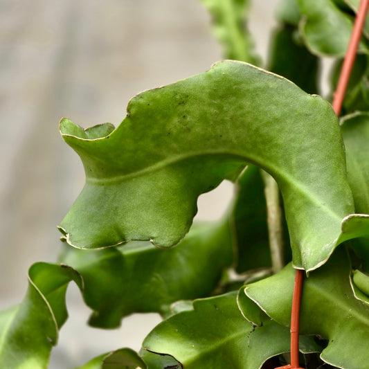 Cactus Orchid Curly