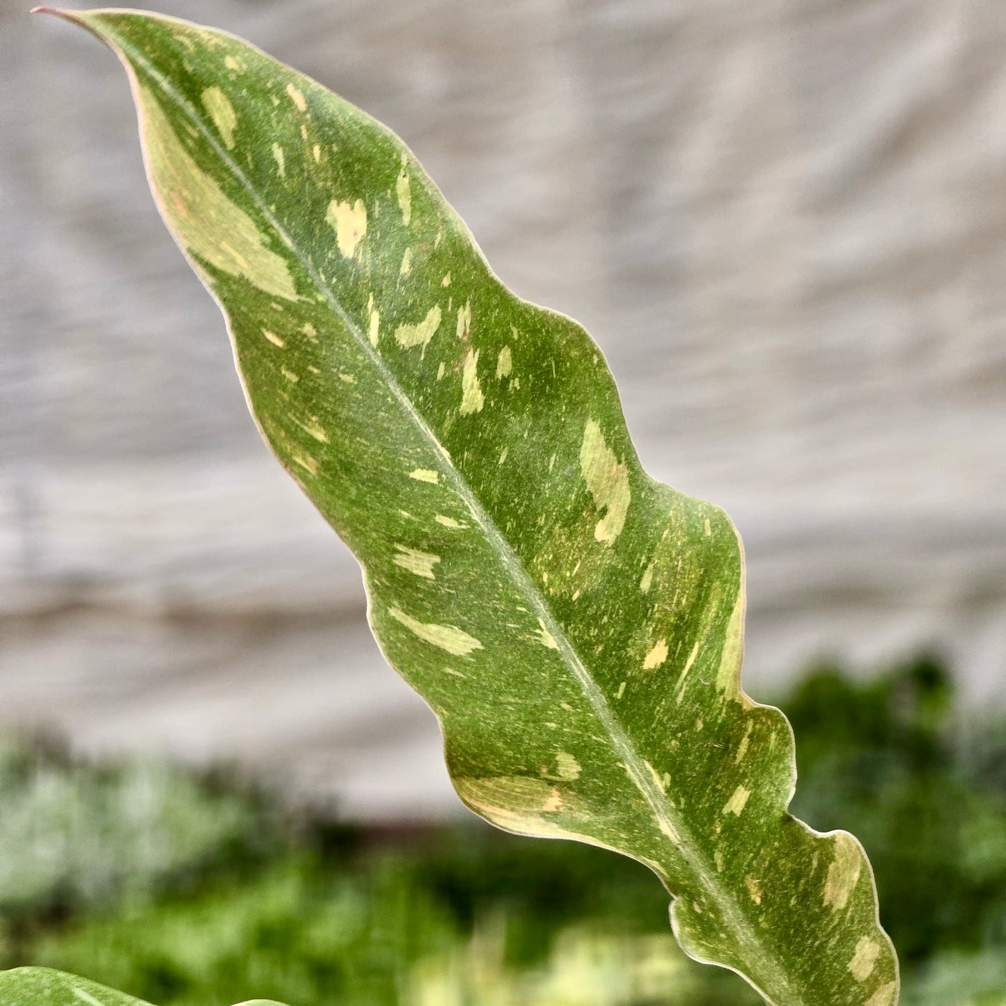 Philodendron Ring of Fire Variegated