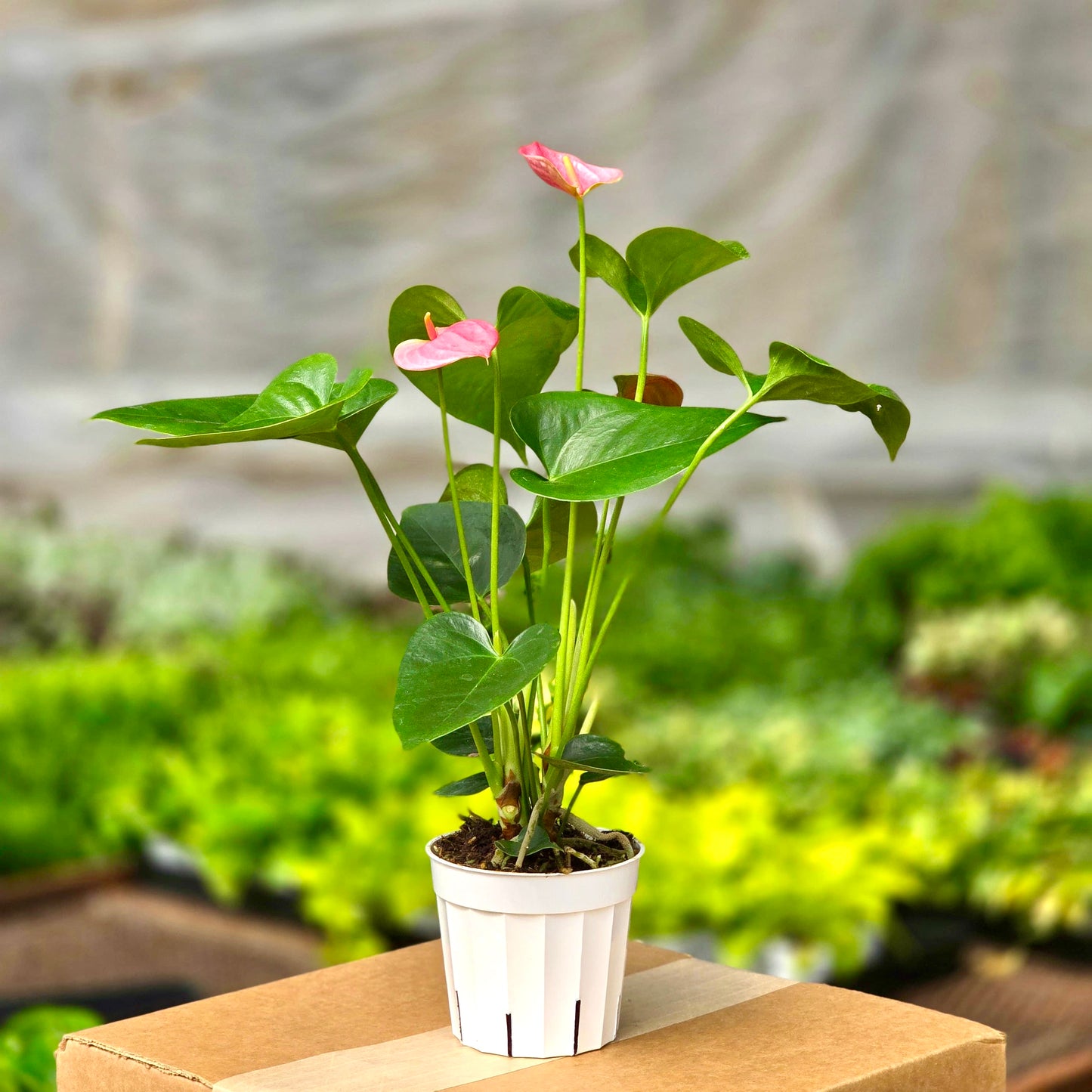 Anthurium Pink