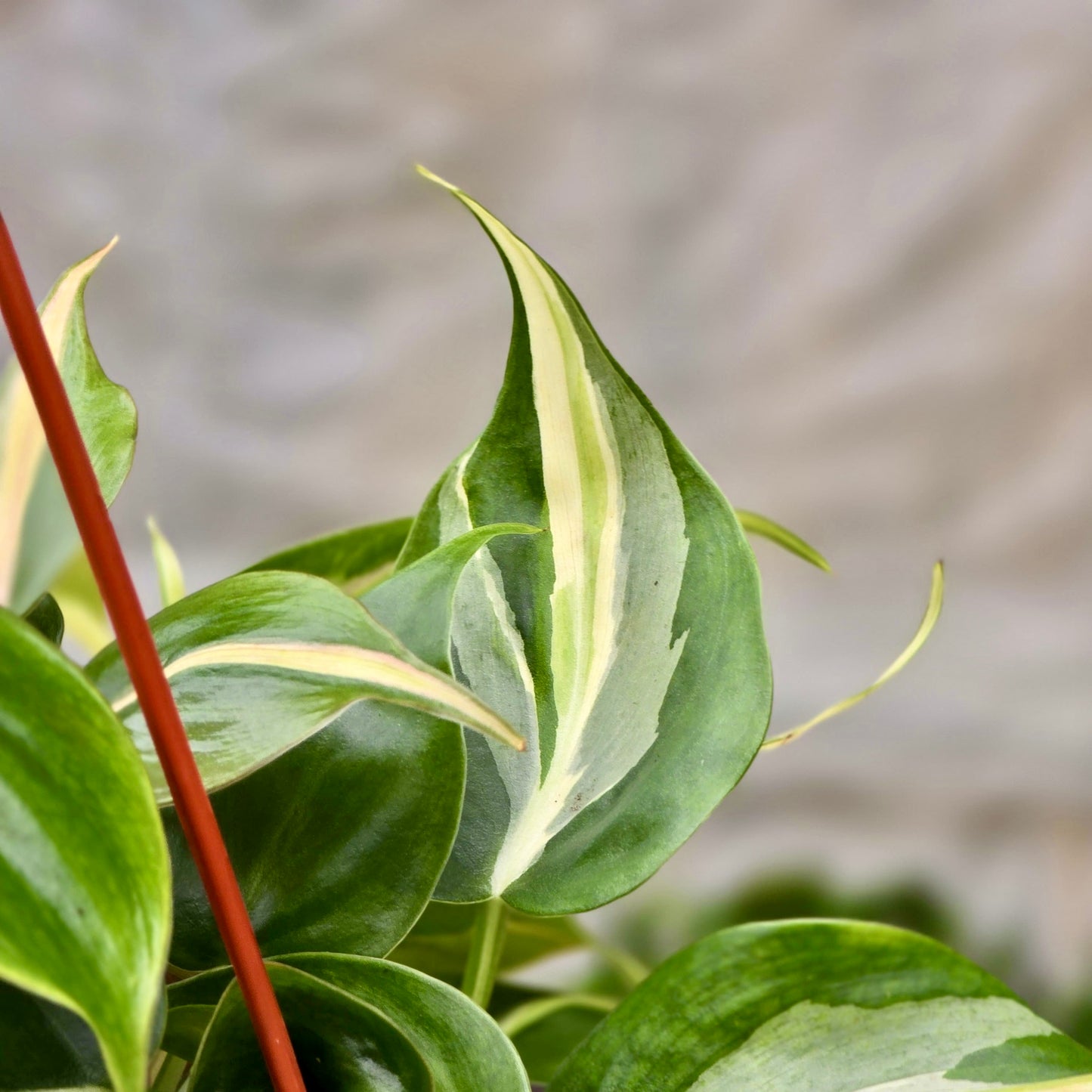 Philodendron Silver Stripe