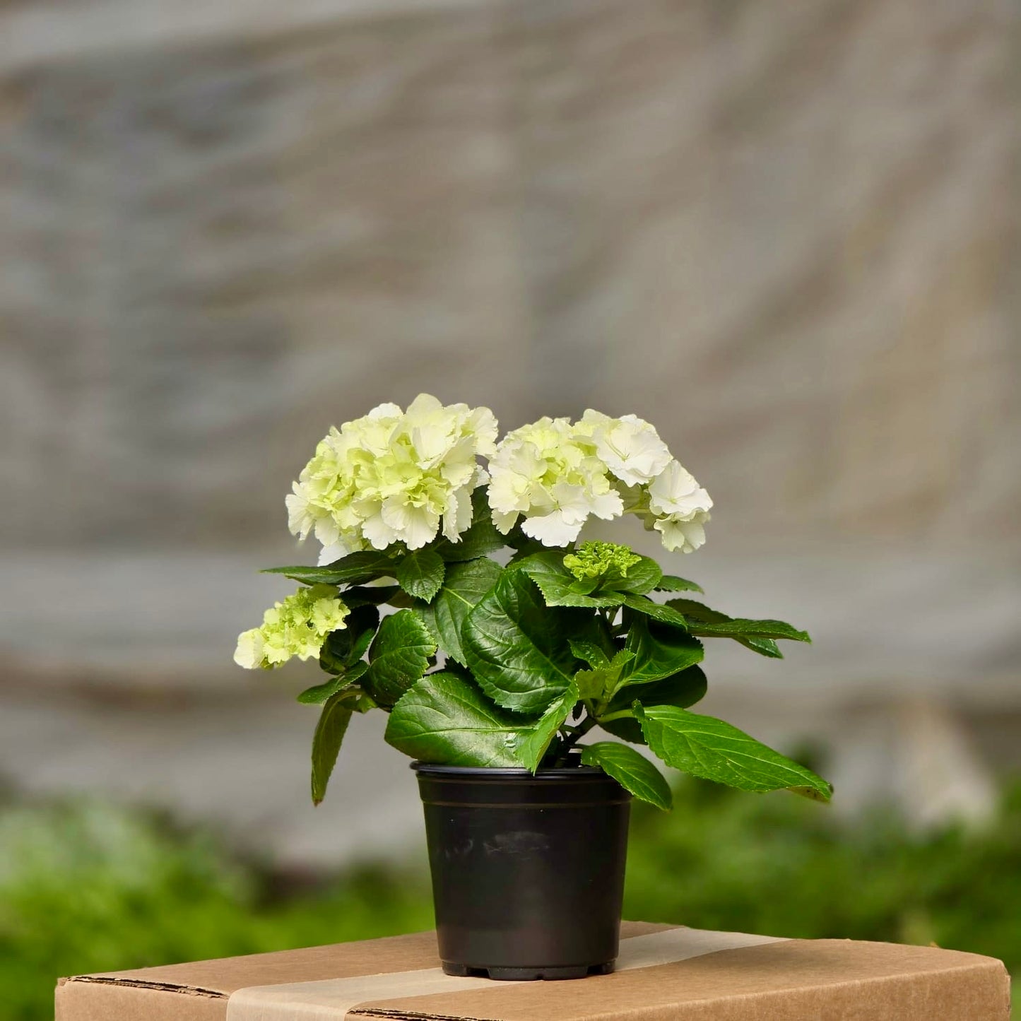 Hydrangea White