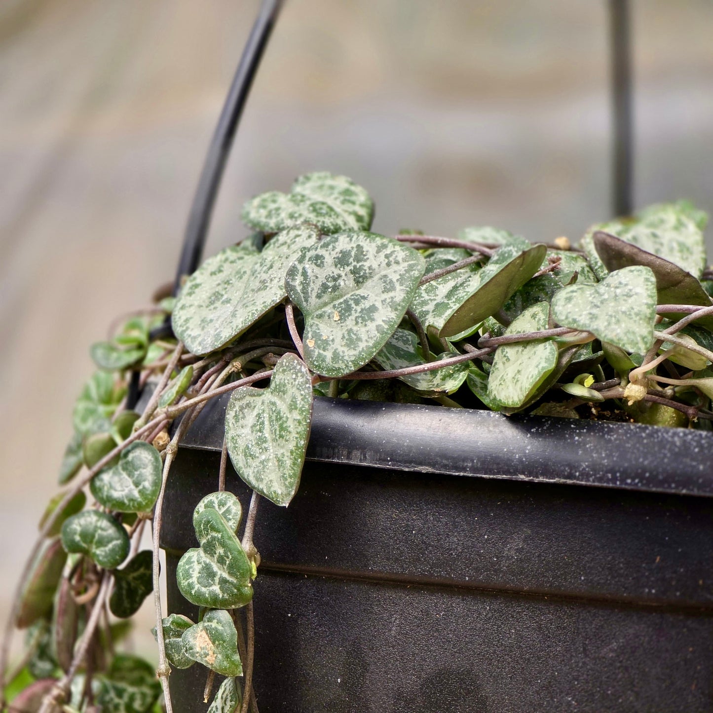 Succulent String of Hearts