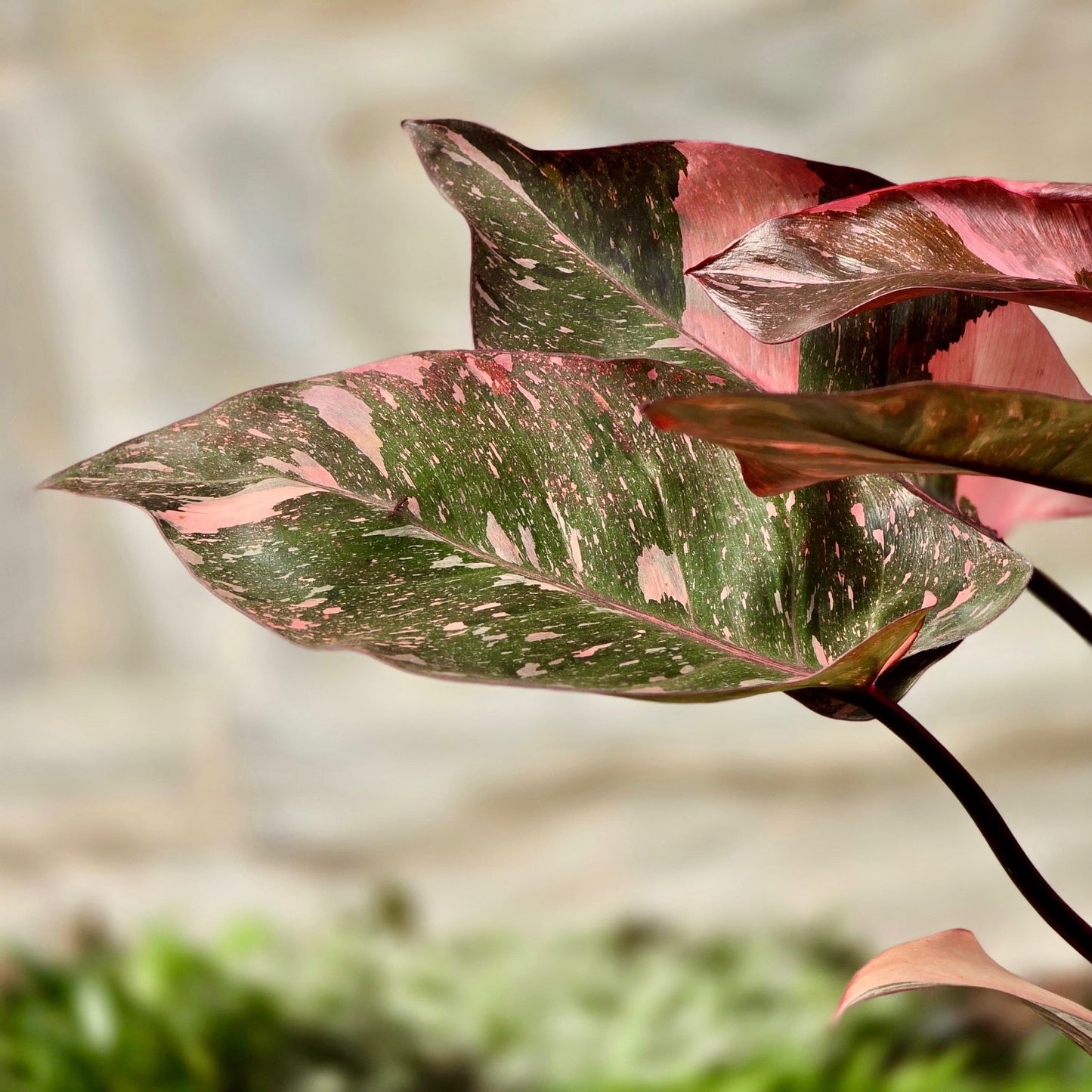 Philodendron Pink Princess