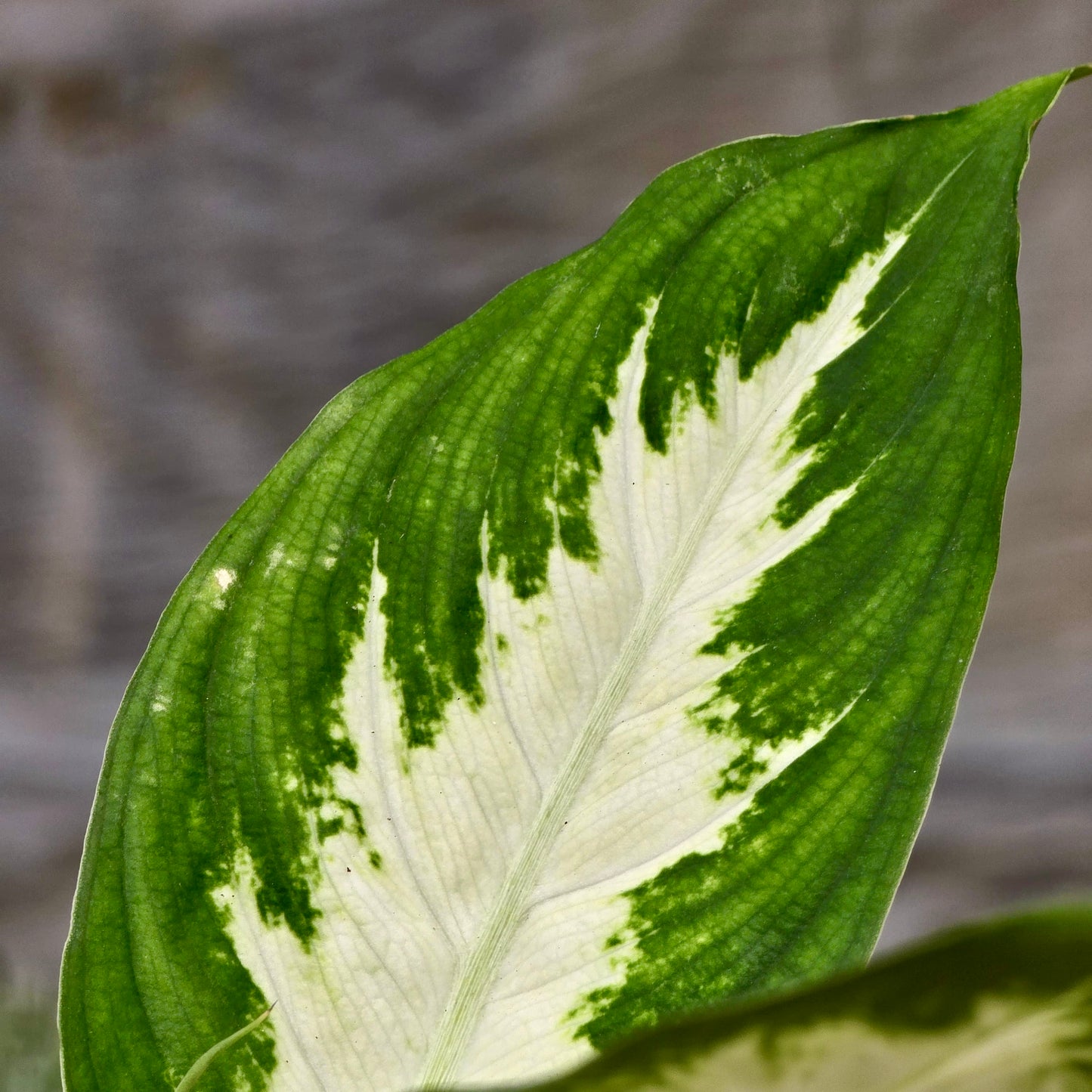 Dieffenbachia Camille