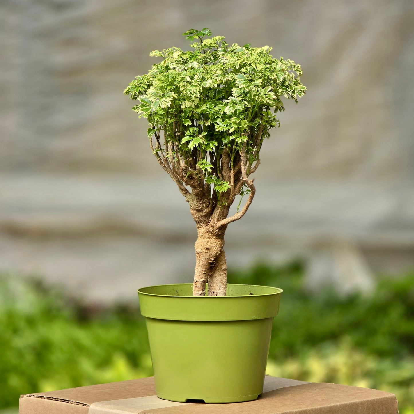 Aralia Ming Gold Mini Bonsai