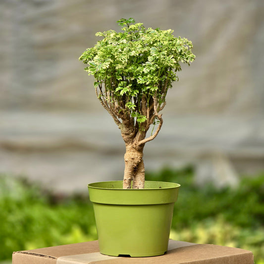 Aralia Ming Gold Mini Bonsai
