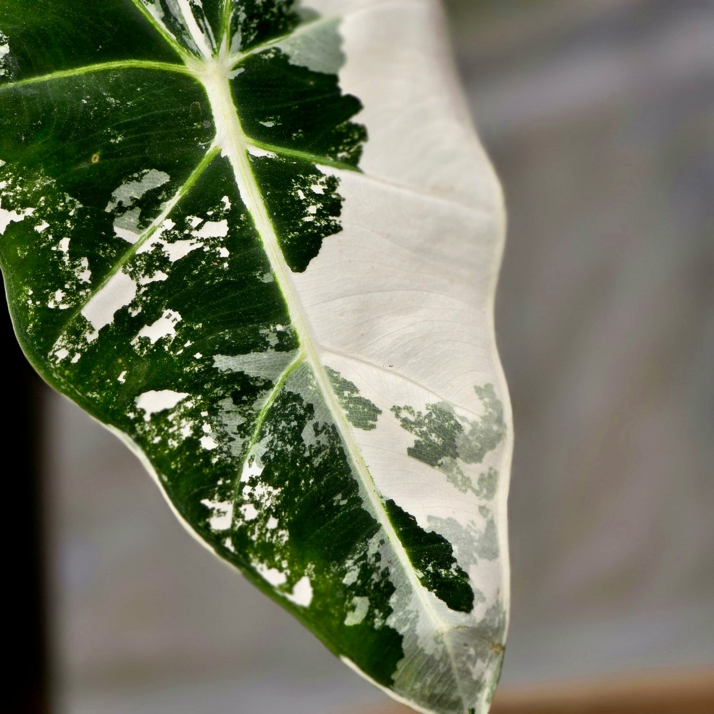 Alocasia Frydek Variegated