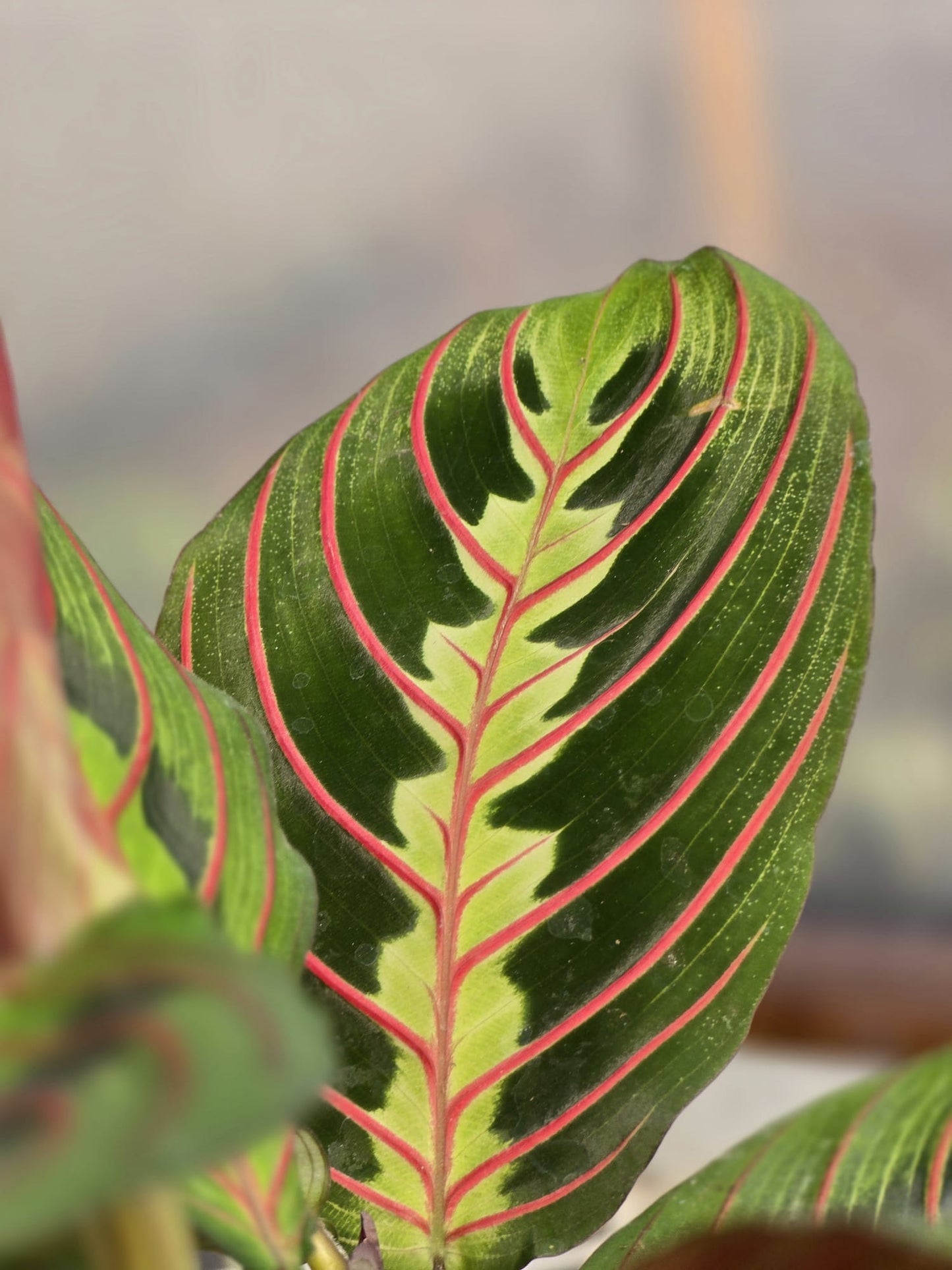 Maranta Red (Prayer Plant)