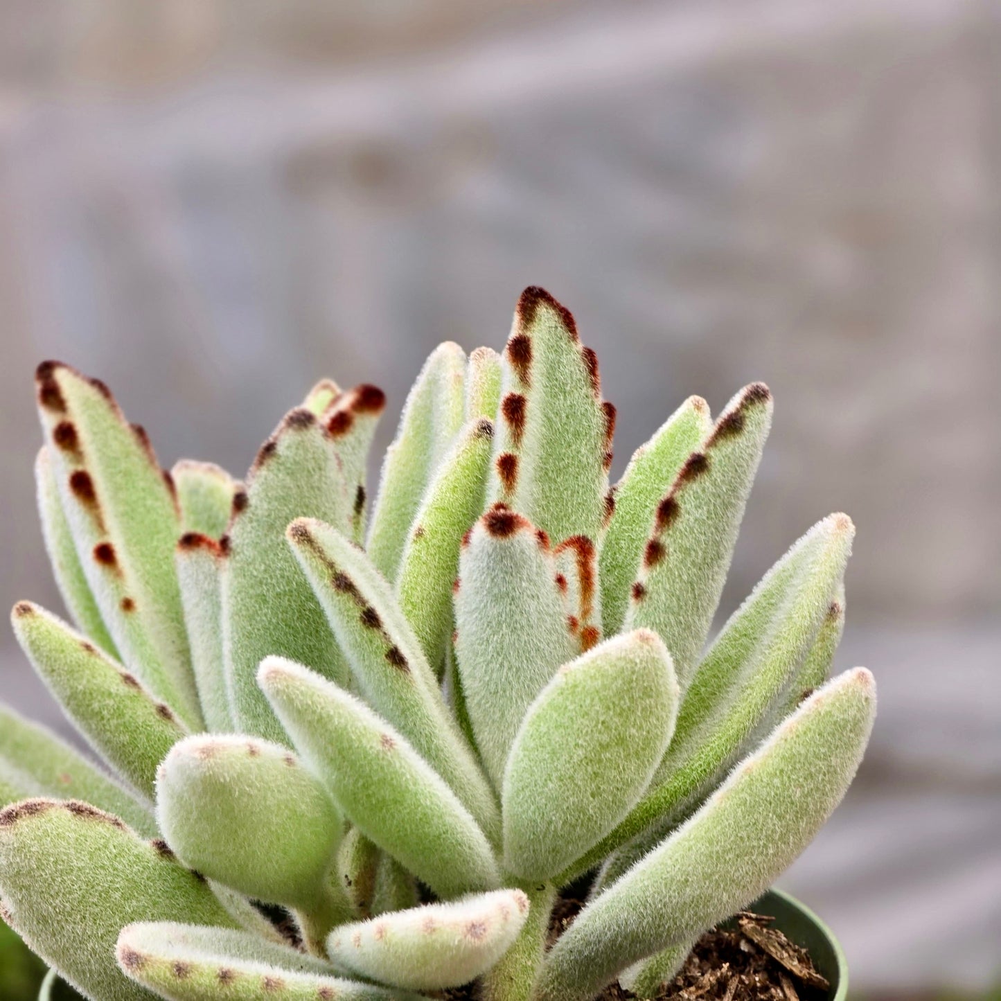 Succulent Kalanchoe Panda (Tormentosa)