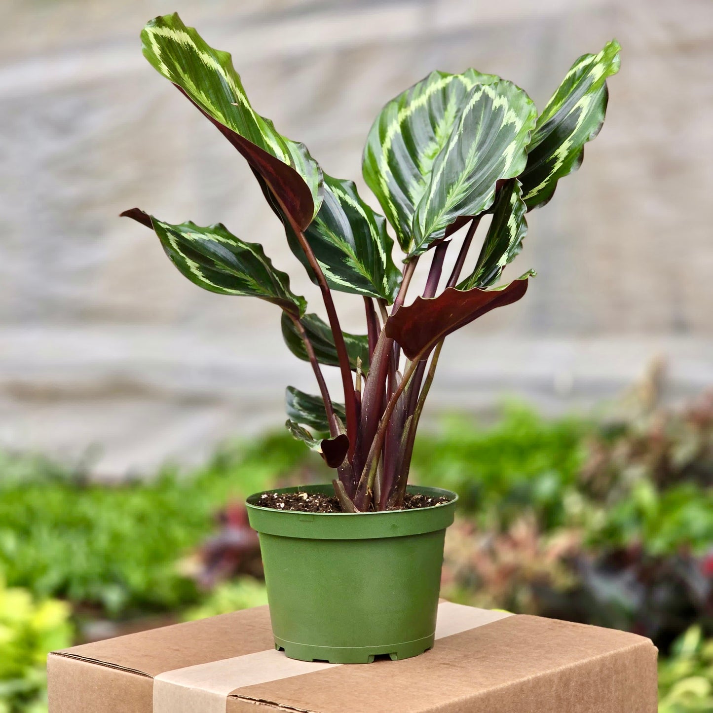 Calathea Roseopicta Medallion