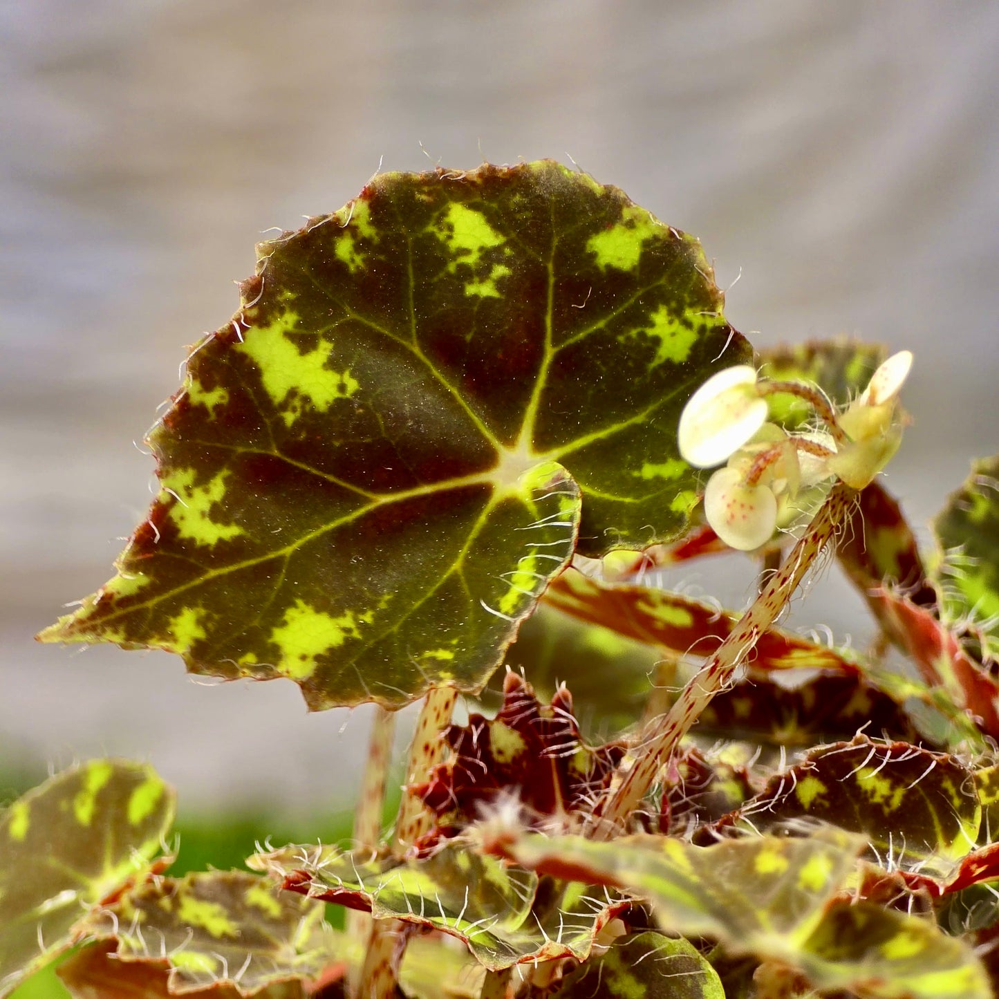Begonia Tiger Paw