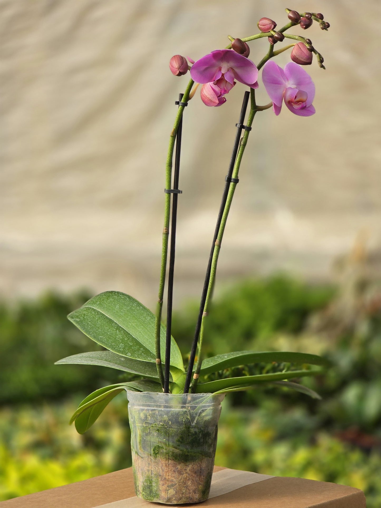 Orchid Purple (Phalaenopsis) Double Spike